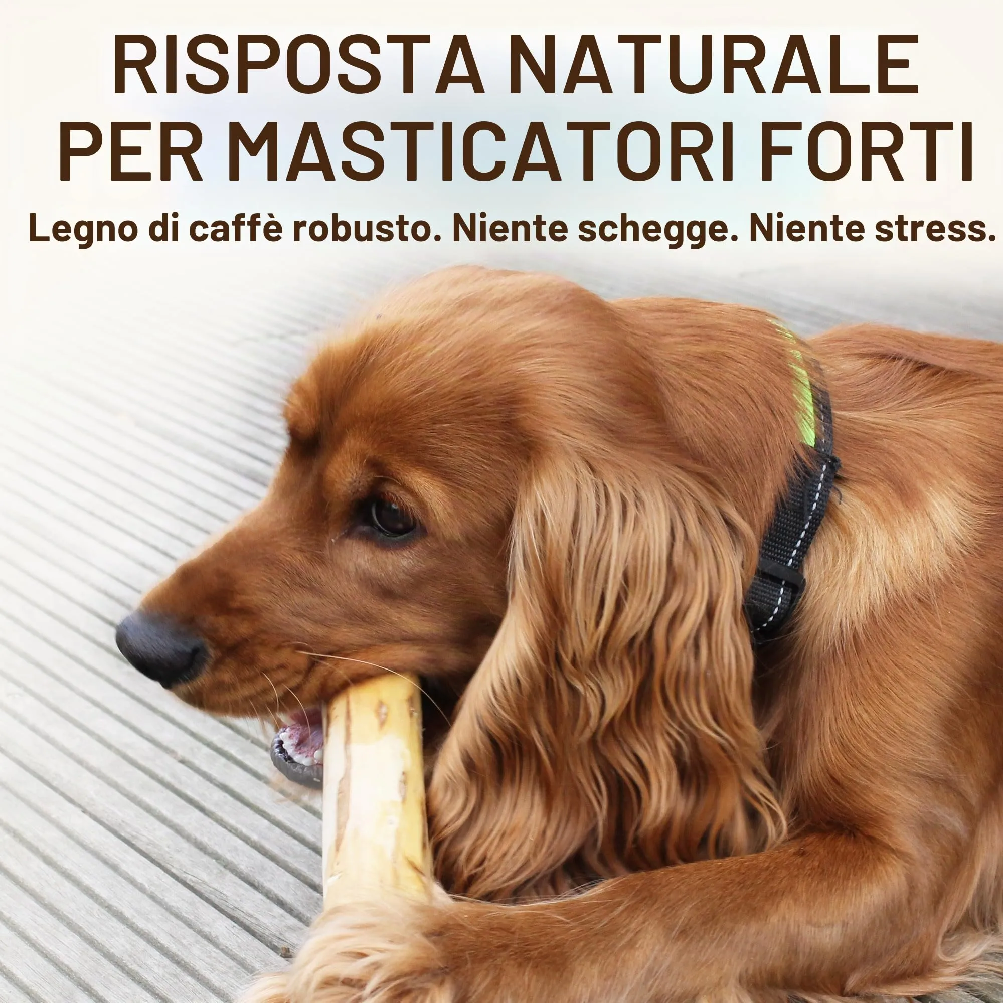 Wildfang Legno di Caffè Cani, X-Grande, Confezione da 1 - immagine 4