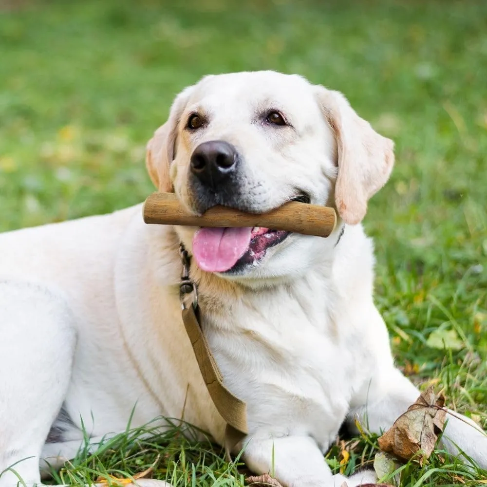 Wildfang Legno di Caffè per Cani, Taglia L (25-45 kg), Confezione da 3 - immagine 8