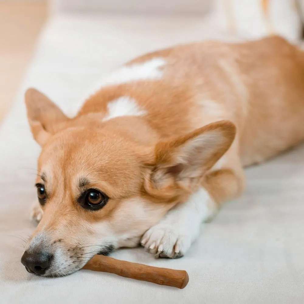 Wildfang Legno di Caffè per Cani, XS, Confezione da 3 - immagine 8
