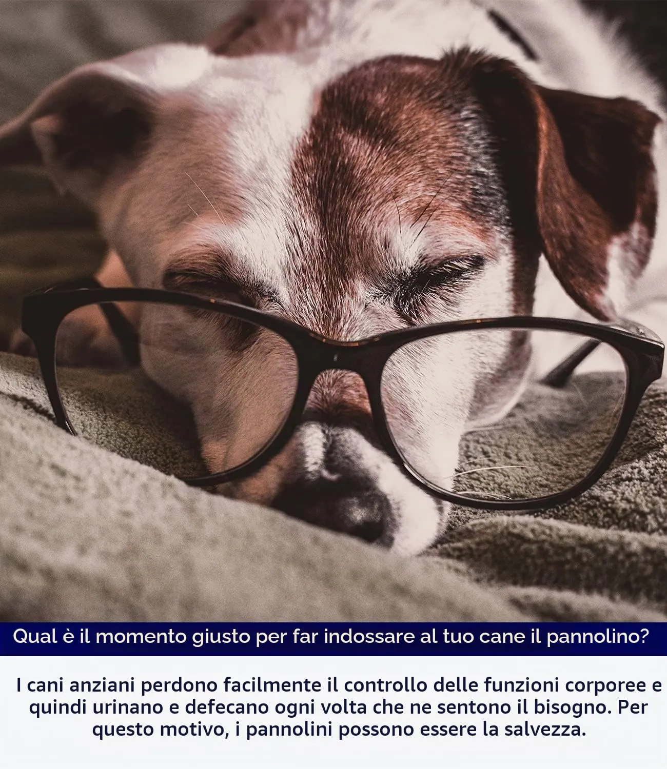 Micooyo Pannolini Riutilizzabili per Cani Maschi, Fasce Addominali Lavabili, XS, Confezione da 3 (Animali, Frutta, Auto) - immagine 8