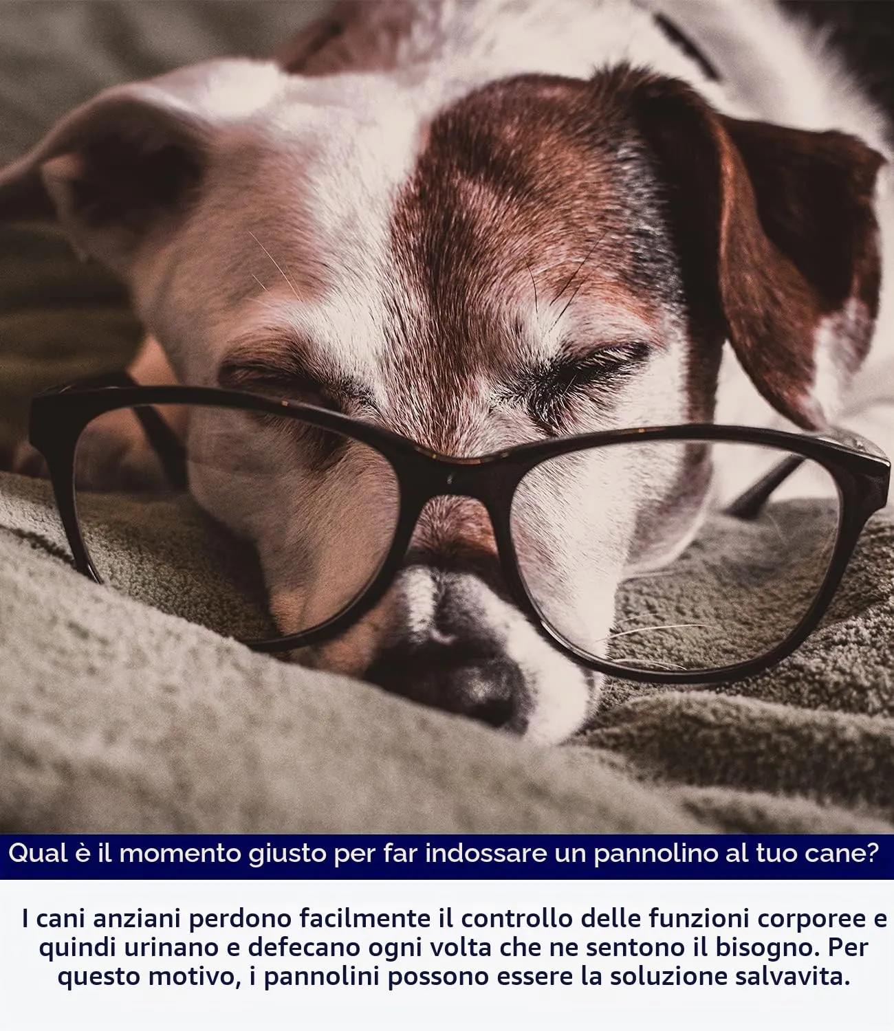 Micooyo Pannolini Riutilizzabili per Cani Maschi, Fasce Addominali Lavabili, 3 Pezzi, XS (Elefanti, Lumache, Uccelli) - immagine 8
