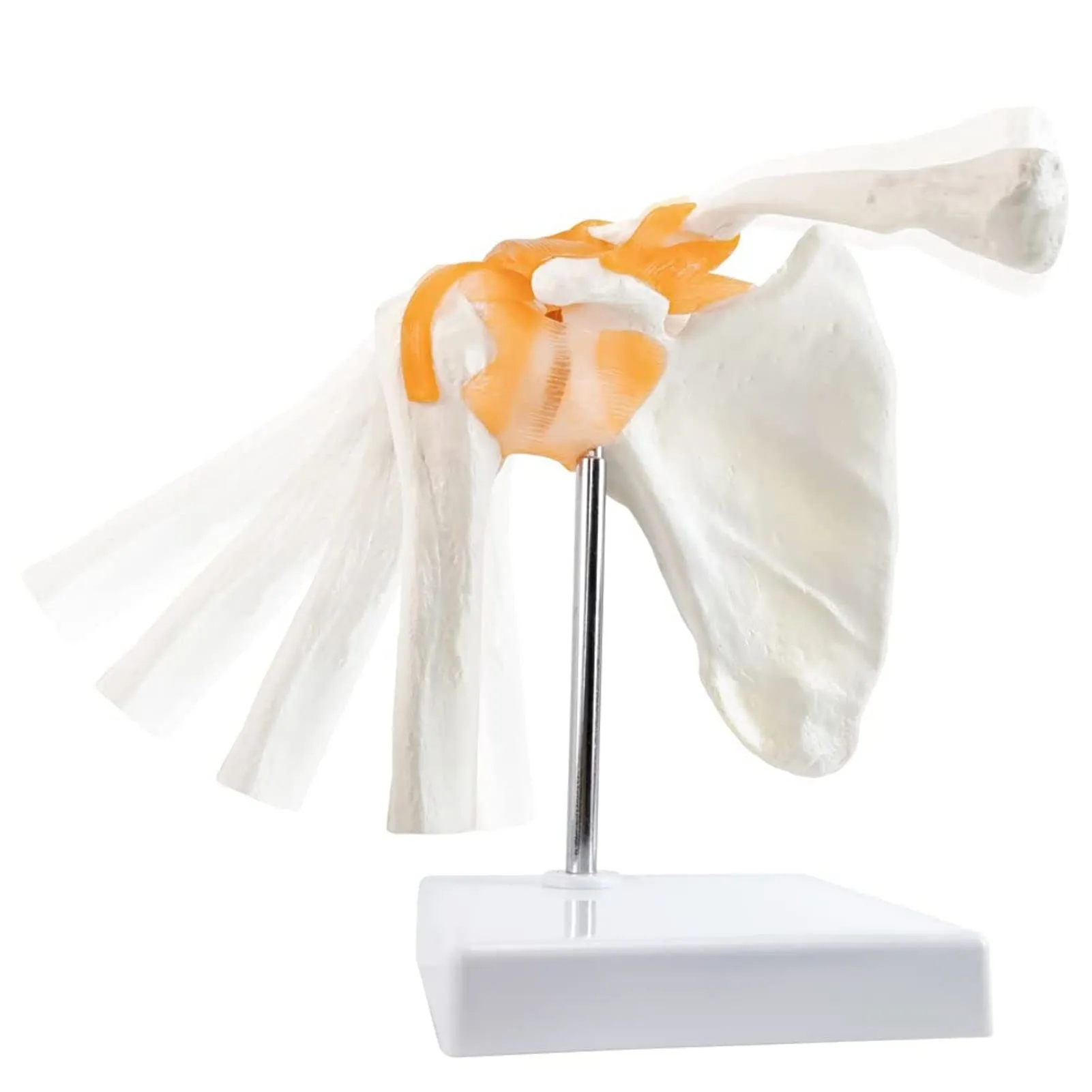 EVOTECH SCIENTIFIC Modello di Articolazione della Spalla Umana 1:1 con Legamenti e Manuale, G Joint Muscle Shoulder A201 - immagine 1