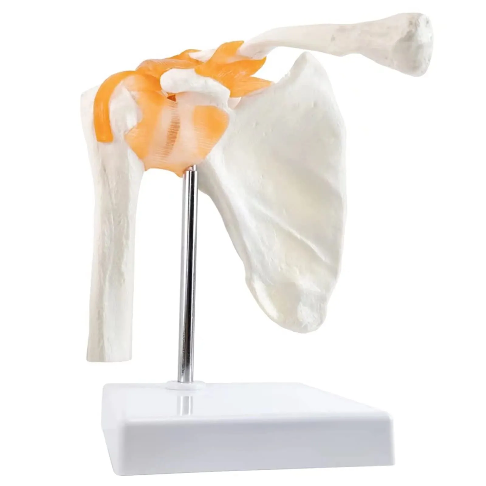 EVOTECH SCIENTIFIC Modello di Articolazione della Spalla Umana 1:1 con Legamenti e Manuale, G Joint Muscle Shoulder A201 - immagine 2