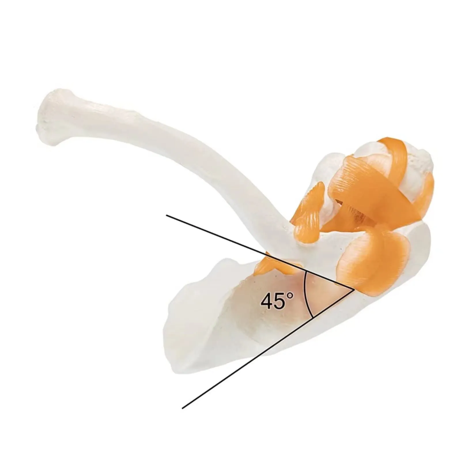 EVOTECH SCIENTIFIC Modello di Articolazione della Spalla Umana 1:1 con Legamenti e Manuale, G Joint Muscle Shoulder A201 - immagine 3