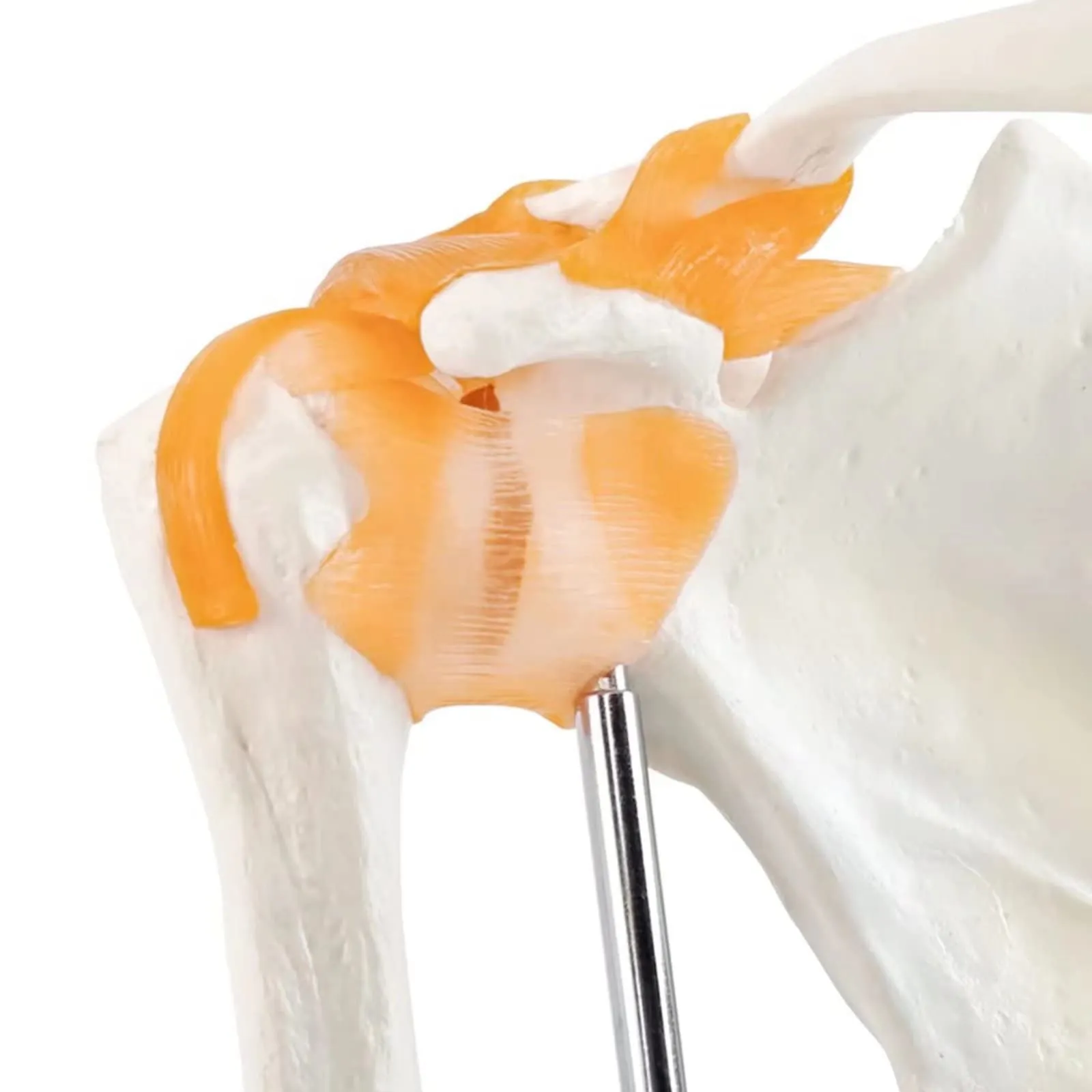 EVOTECH SCIENTIFIC Modello di Articolazione della Spalla Umana 1:1 con Legamenti e Manuale, G Joint Muscle Shoulder A201 - immagine 4
