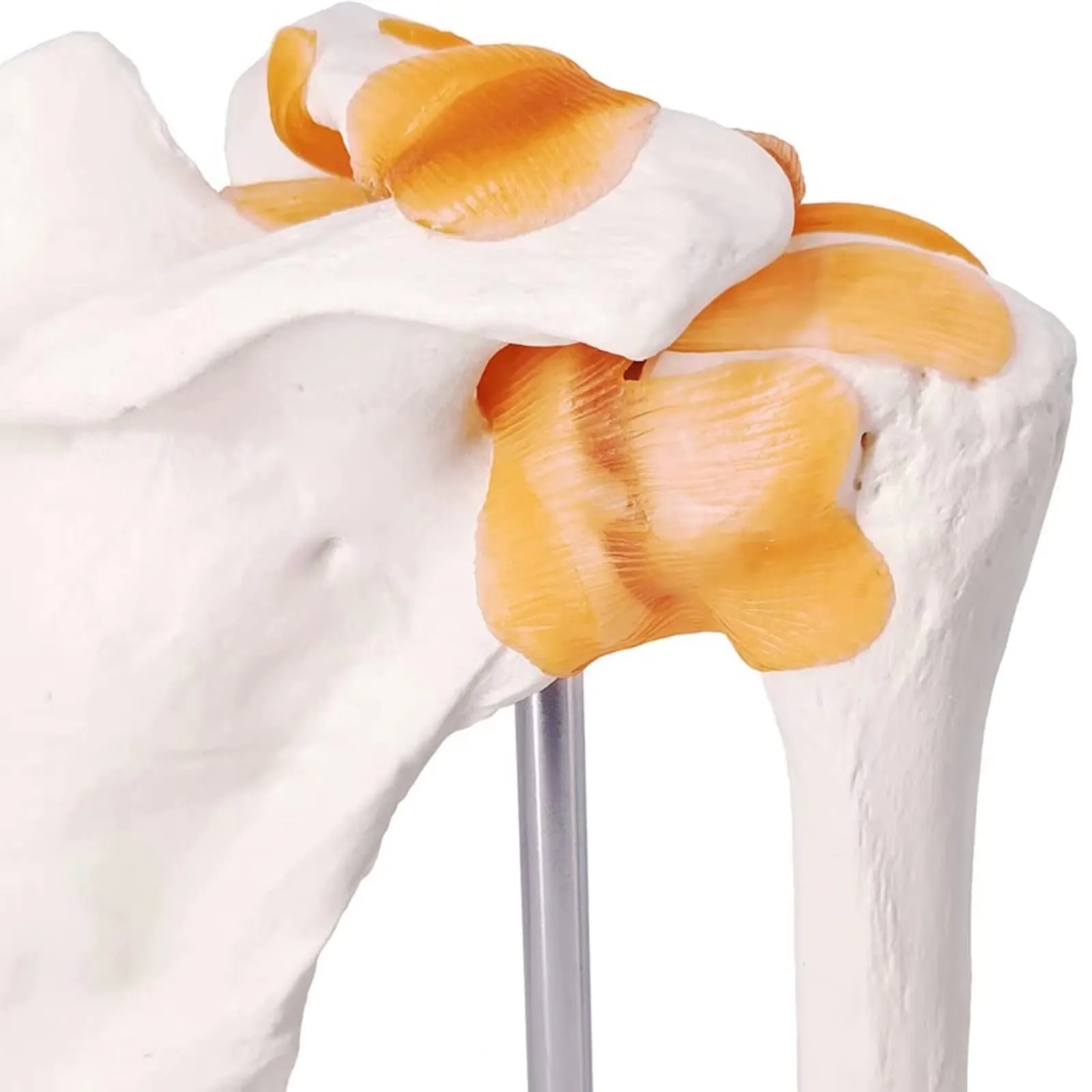 EVOTECH SCIENTIFIC Modello di Articolazione della Spalla Umana 1:1 con Legamenti e Manuale, G Joint Muscle Shoulder A201 - immagine 5