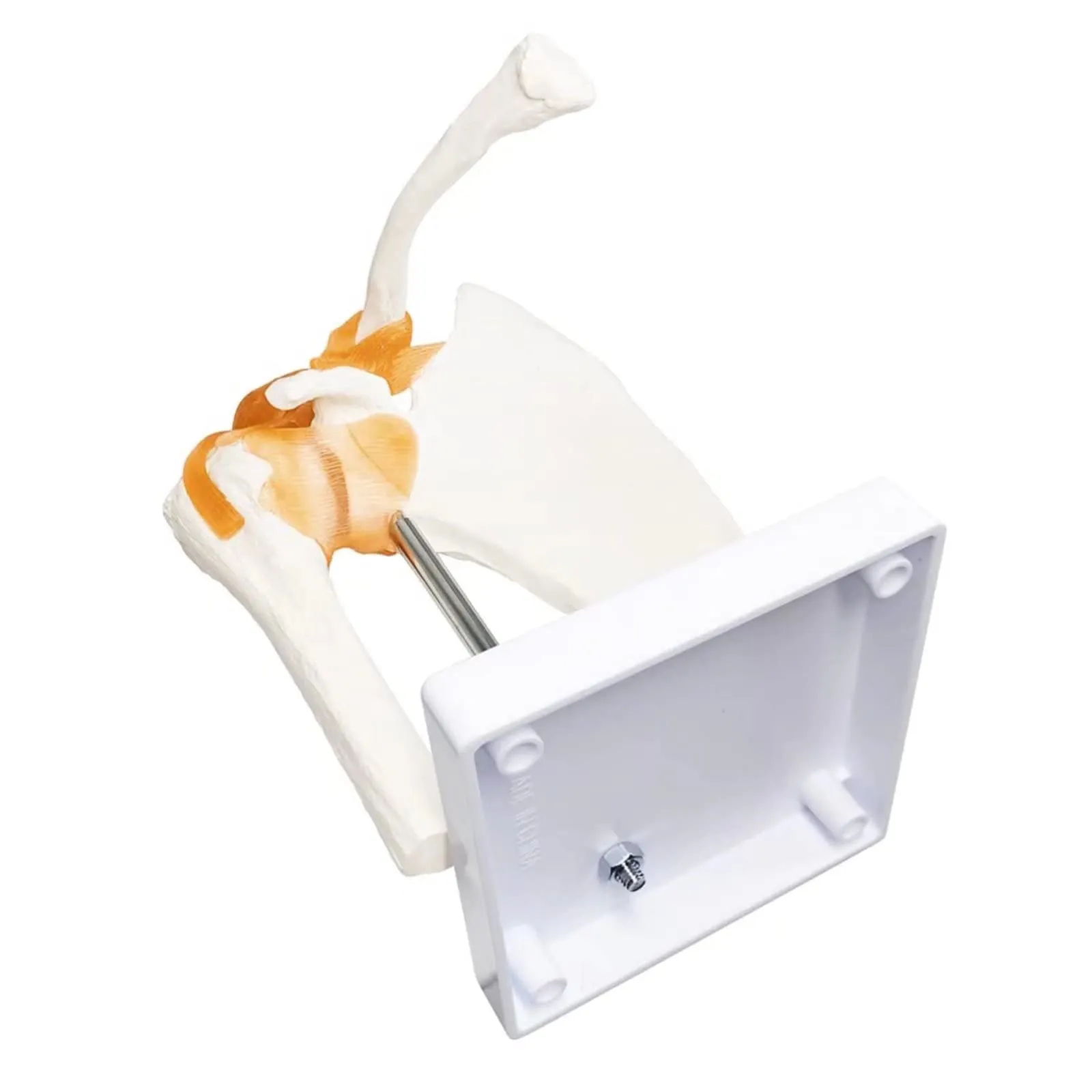 EVOTECH SCIENTIFIC Modello di Articolazione della Spalla Umana 1:1 con Legamenti e Manuale, G Joint Muscle Shoulder A201 - immagine 6