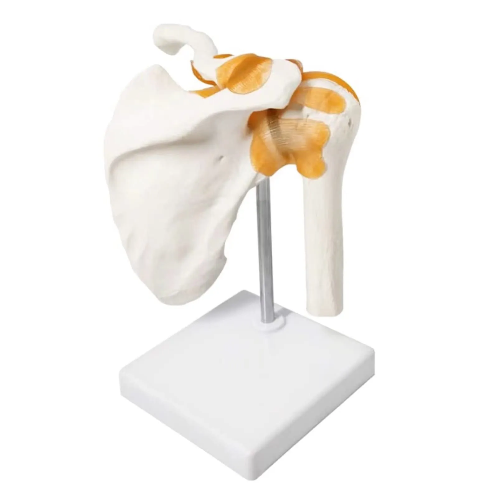EVOTECH SCIENTIFIC Modello di Articolazione della Spalla Umana 1:1 con Legamenti e Manuale, G Joint Muscle Shoulder A201 - immagine 7