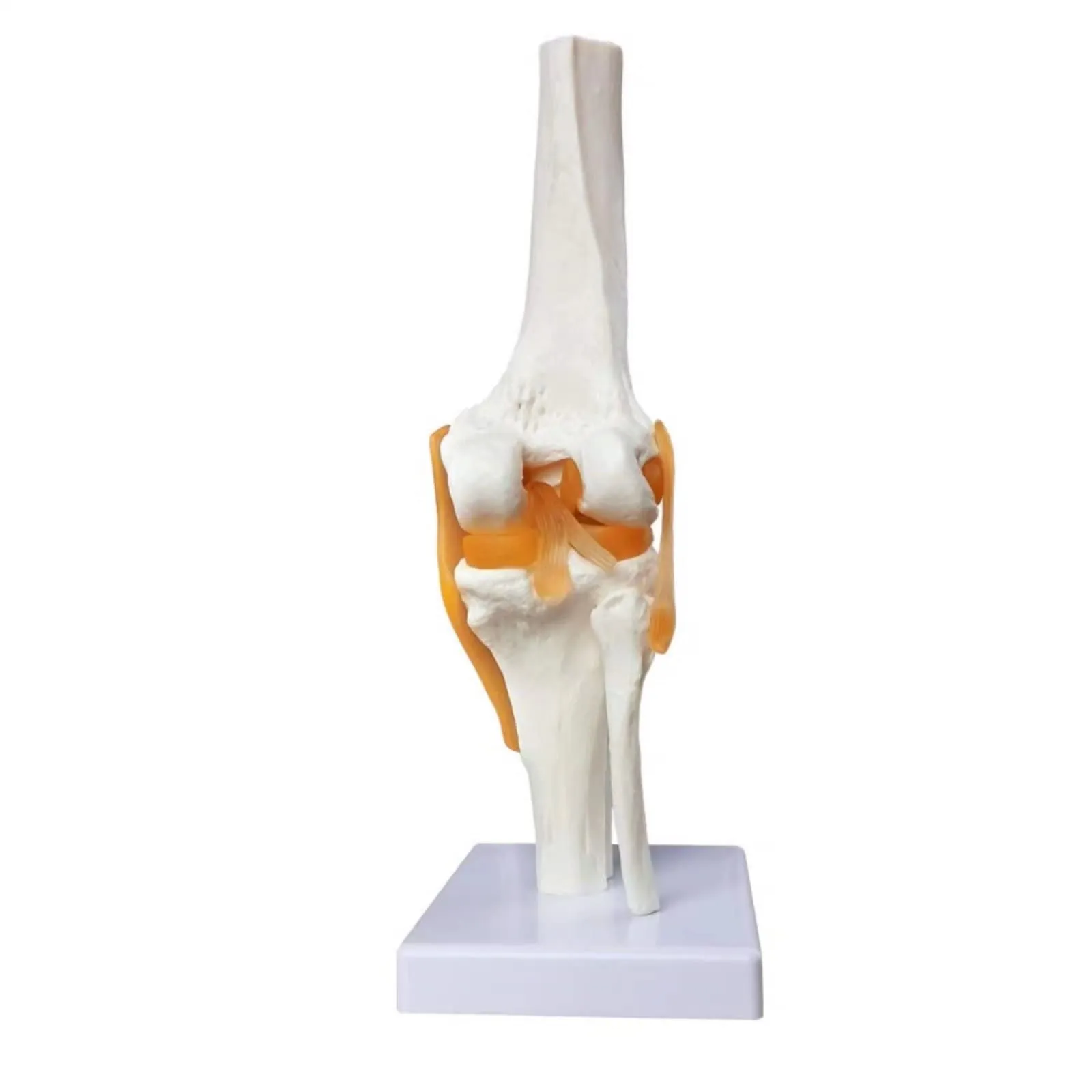 Evotech Scientific Modello di Articolazione del Ginocchio Umano 1:1 con Legamenti e Manuale - immagine 2