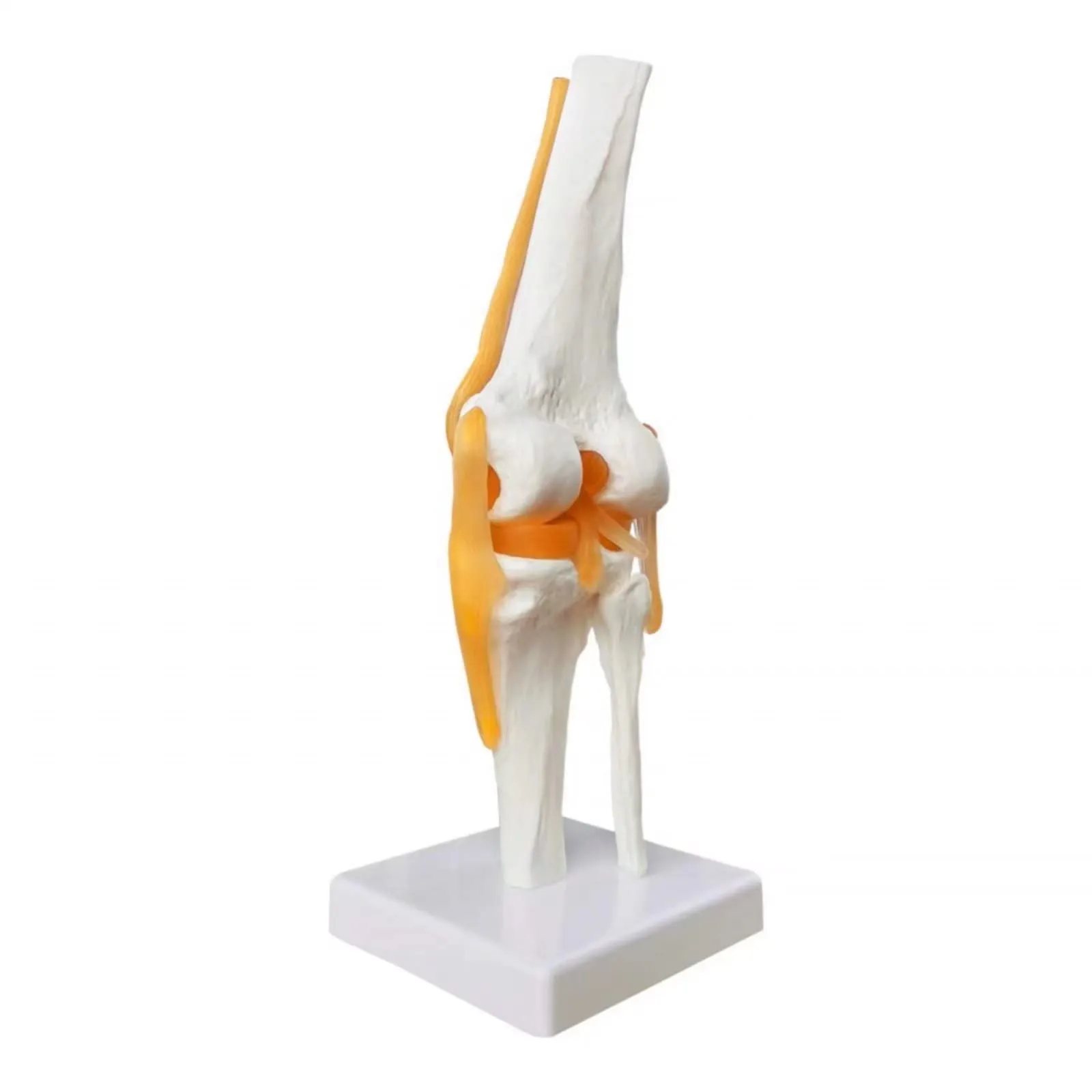 Evotech Scientific Modello di Articolazione del Ginocchio Umano 1:1 con Legamenti e Manuale - immagine 3