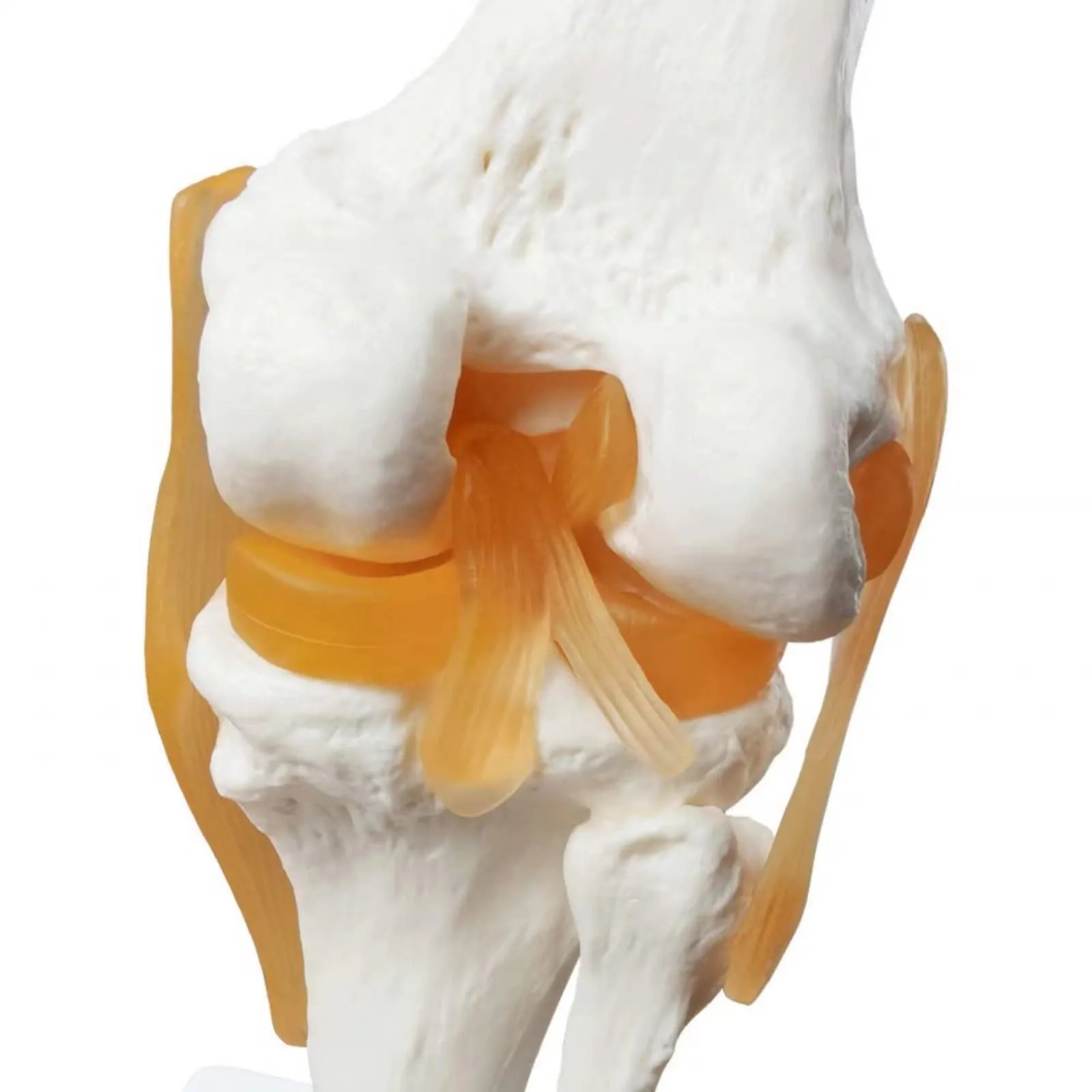 Evotech Scientific Modello di Articolazione del Ginocchio Umano 1:1 con Legamenti e Manuale - immagine 4