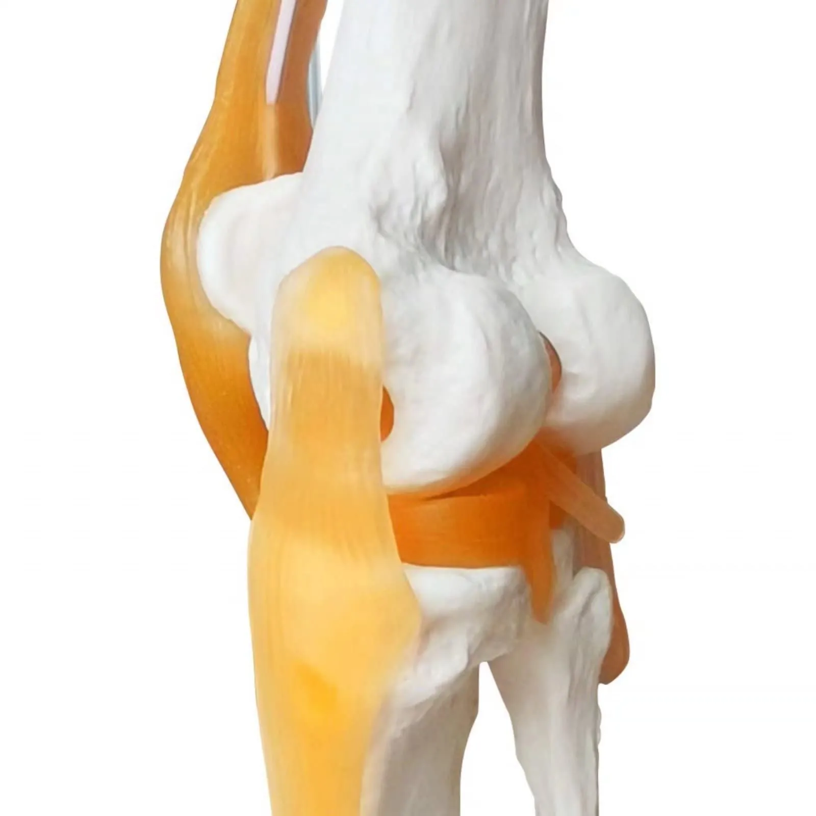Evotech Scientific Modello di Articolazione del Ginocchio Umano 1:1 con Legamenti e Manuale - immagine 5