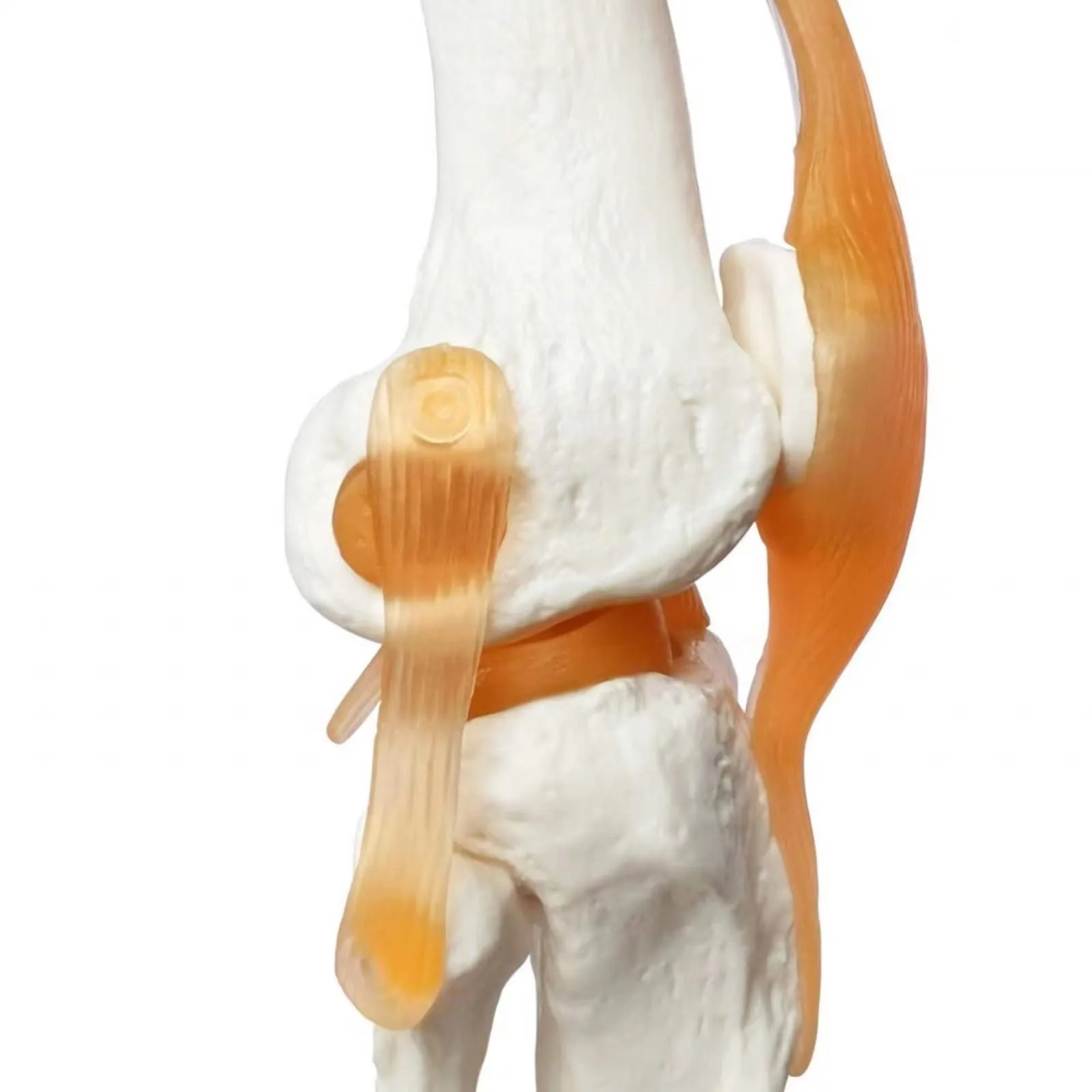 Evotech Scientific Modello di Articolazione del Ginocchio Umano 1:1 con Legamenti e Manuale - immagine 6