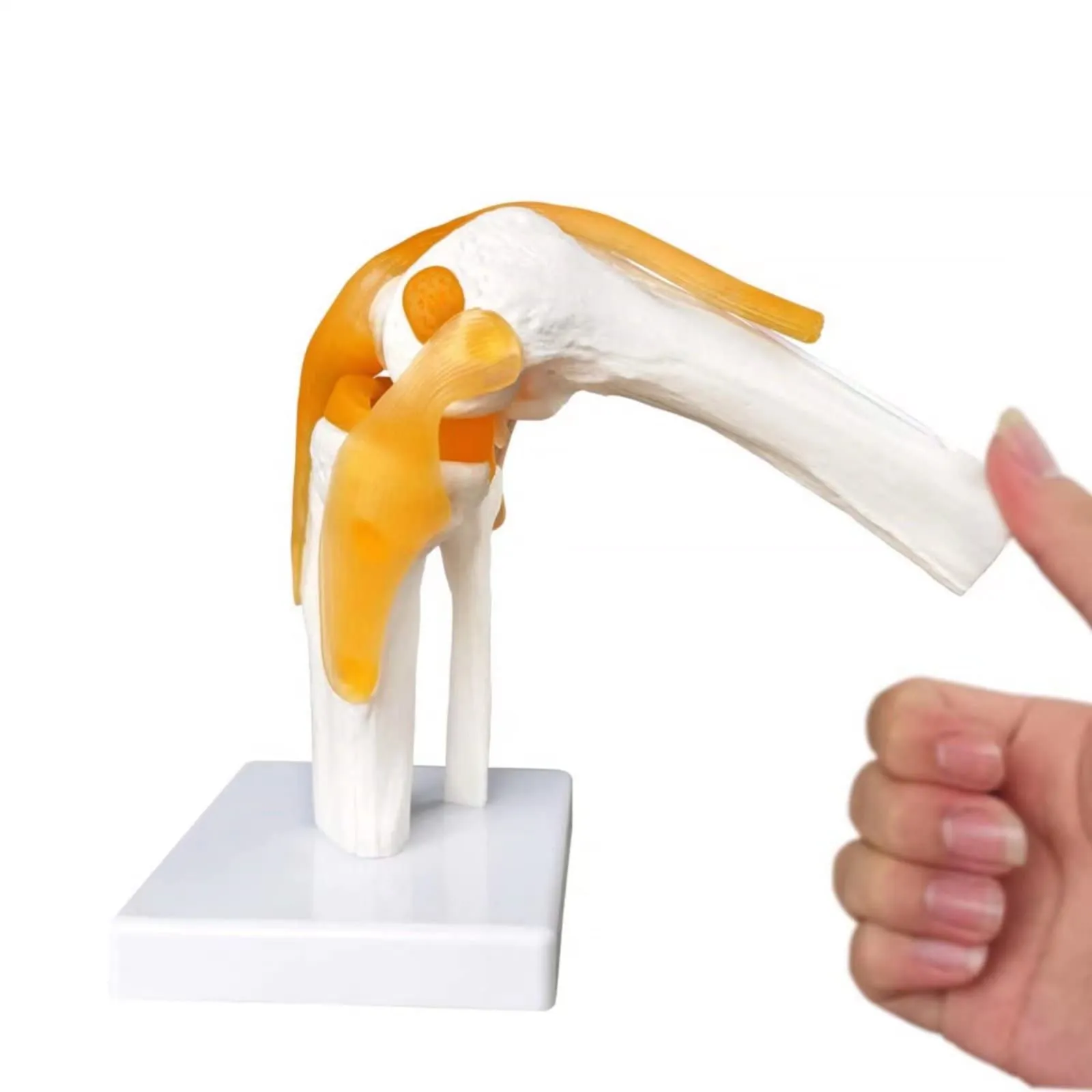 Evotech Scientific Modello di Articolazione del Ginocchio Umano 1:1 con Legamenti e Manuale - immagine 7