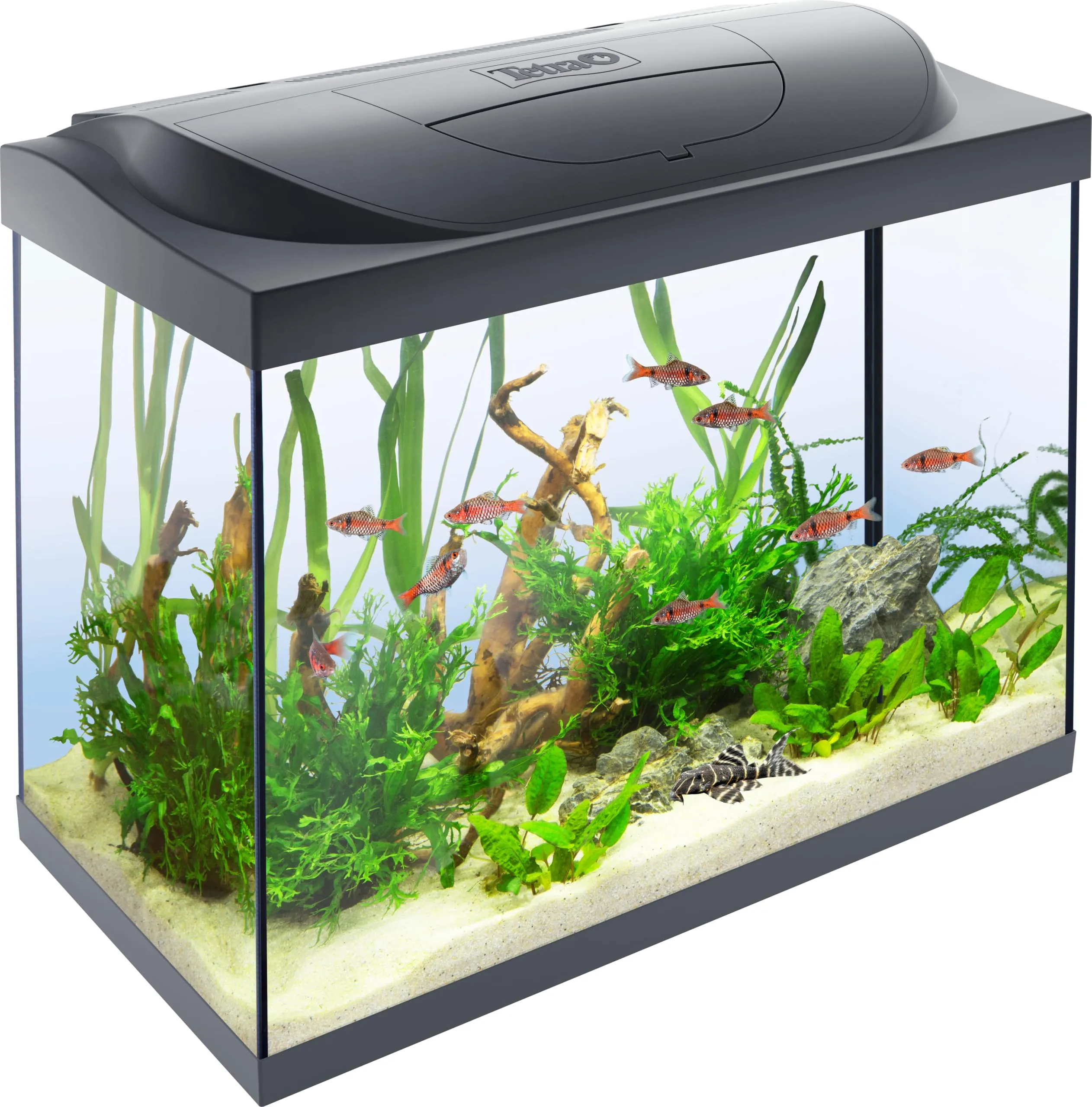 Tetra Starter Line 80 L Set Acquario con Illuminazione LED, Nero - immagine 1