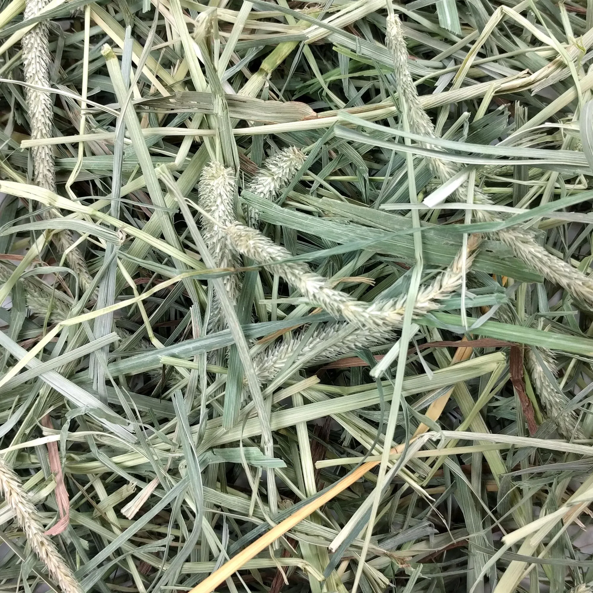 Oxbow Fieno Western Timothy e Orchard Grass, 1,13 kg - immagine 6