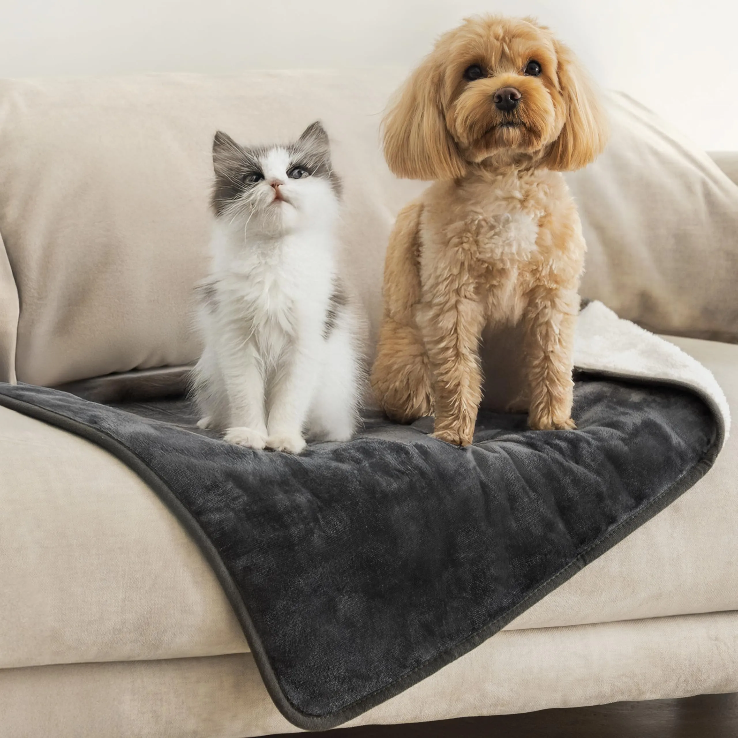 Dreamzie Coperta Impermeabile per Cani, 63x88 cm, Grigio Scuro - immagine 1