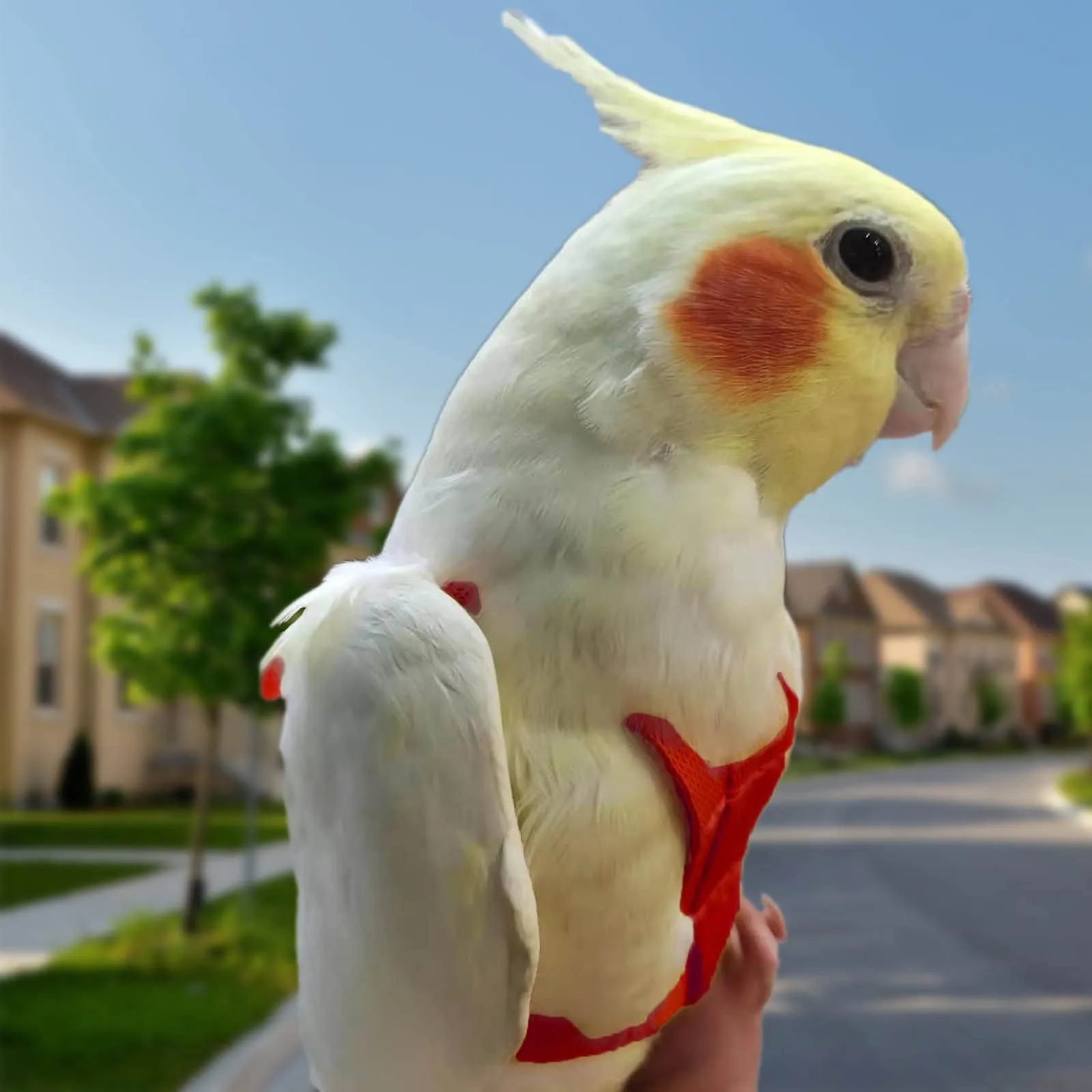 Winmany Imbracatura Regolabile per Pappagallo e Uccelli con Guinzaglio Elastico Anti-Morso (Giallo, M) - immagine 6