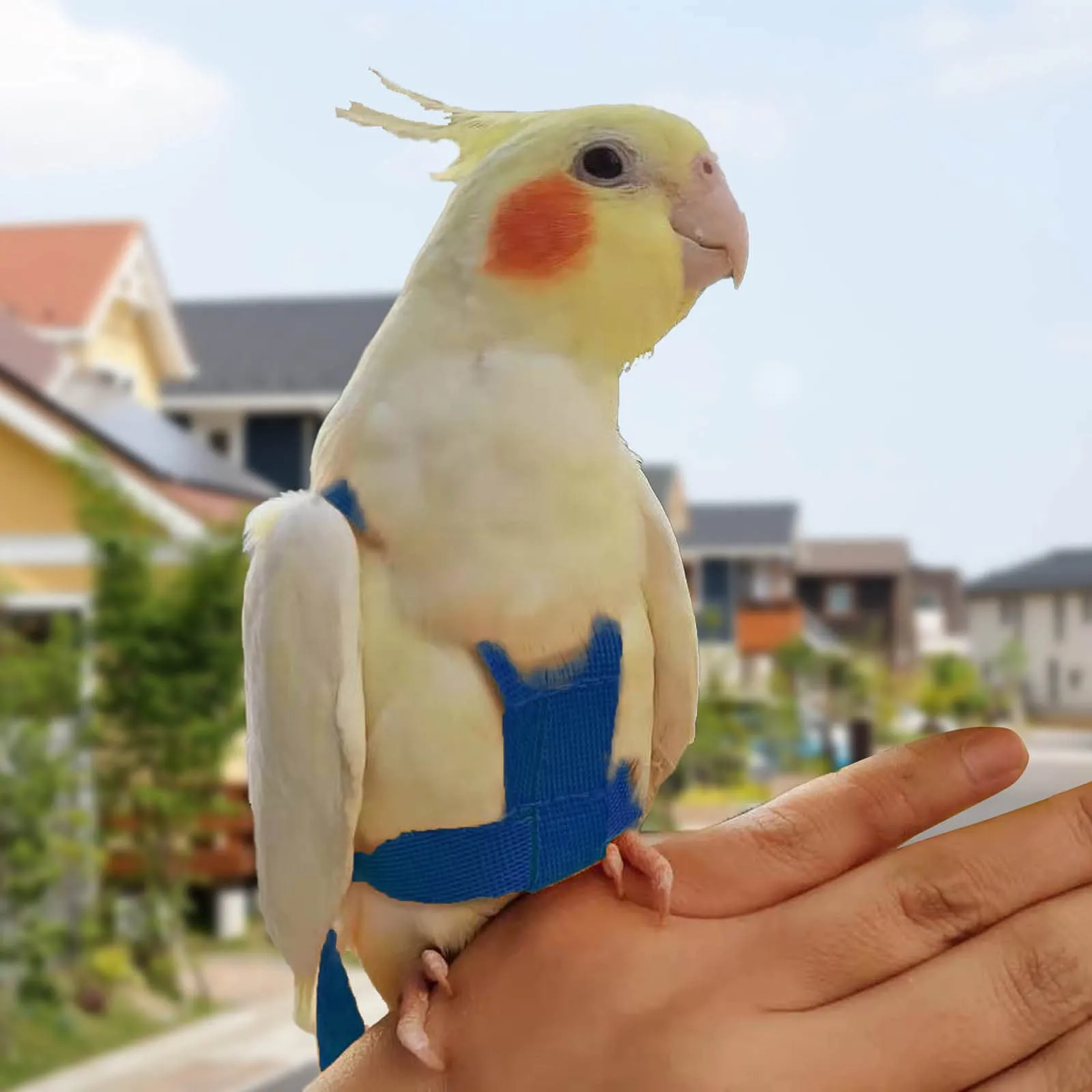 Winmany Imbracatura Regolabile per Pappagallo e Uccelli con Guinzaglio Elastico Anti-morso, Blu, XS - immagine 4