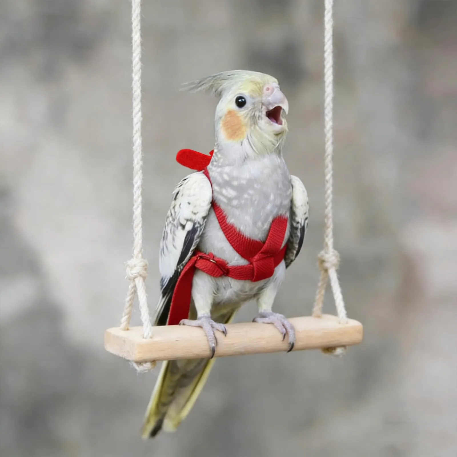 Winmany Imbracatura Regolabile per Pappagallo e Uccelli con Guinzaglio Elastico Anti-Morso, Rosso, XS - immagine 7