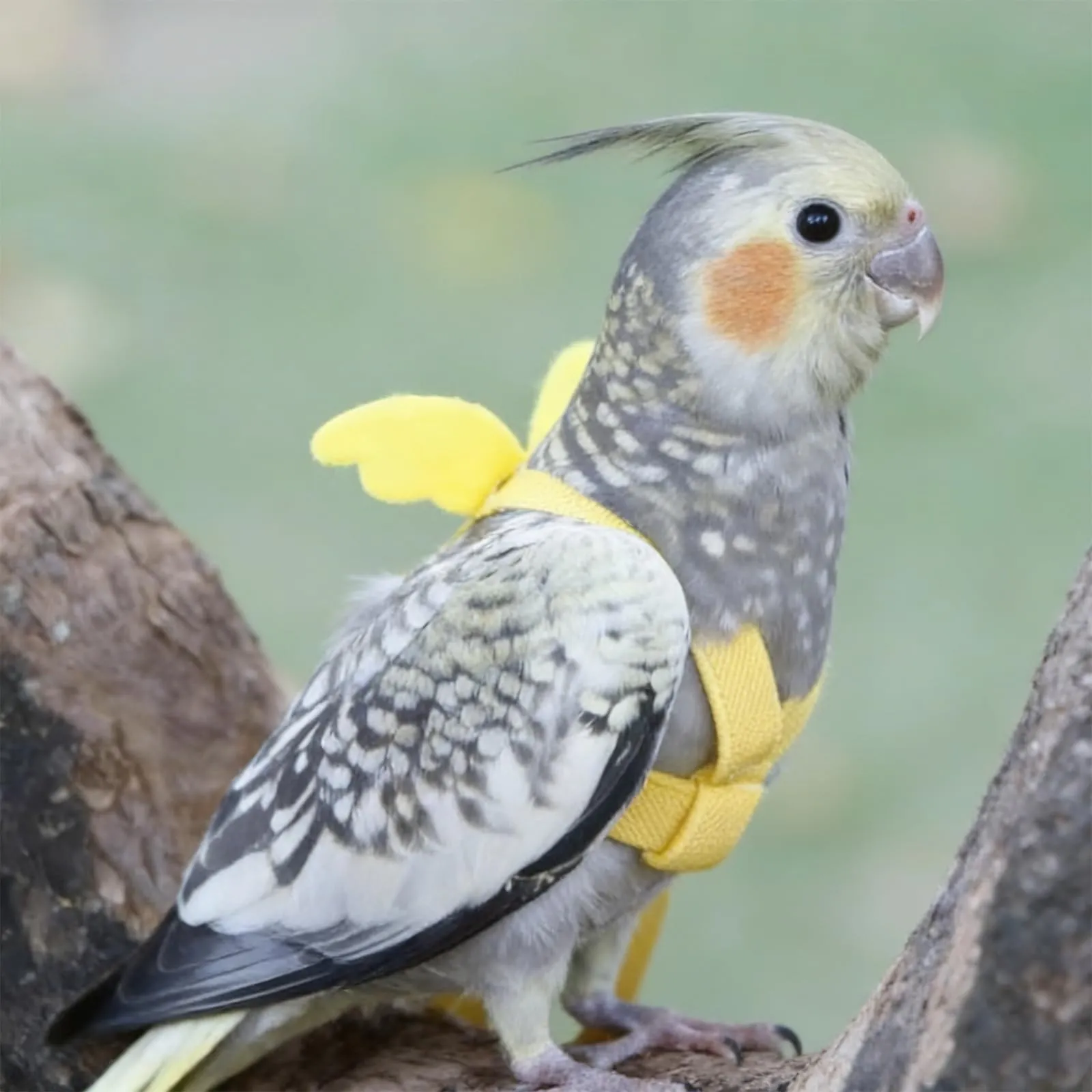 Winmany Imbracatura Regolabile per Pappagallo e Uccelli con Guinzaglio Elastico Anti-morso, Giallo, XS - immagine 5