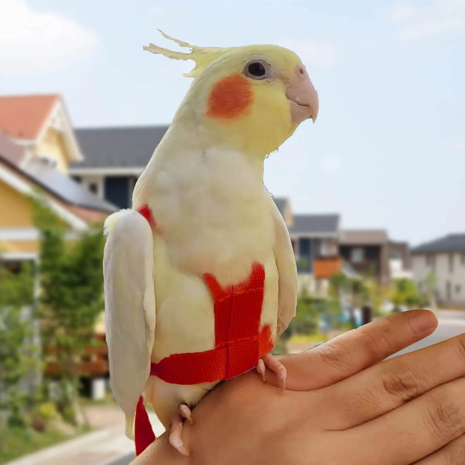Winmany Imbracatura Regolabile per Pappagalli e Uccelli con Guinzaglio Elastico Anti-morso, Rosso, Taglia M - immagine 4