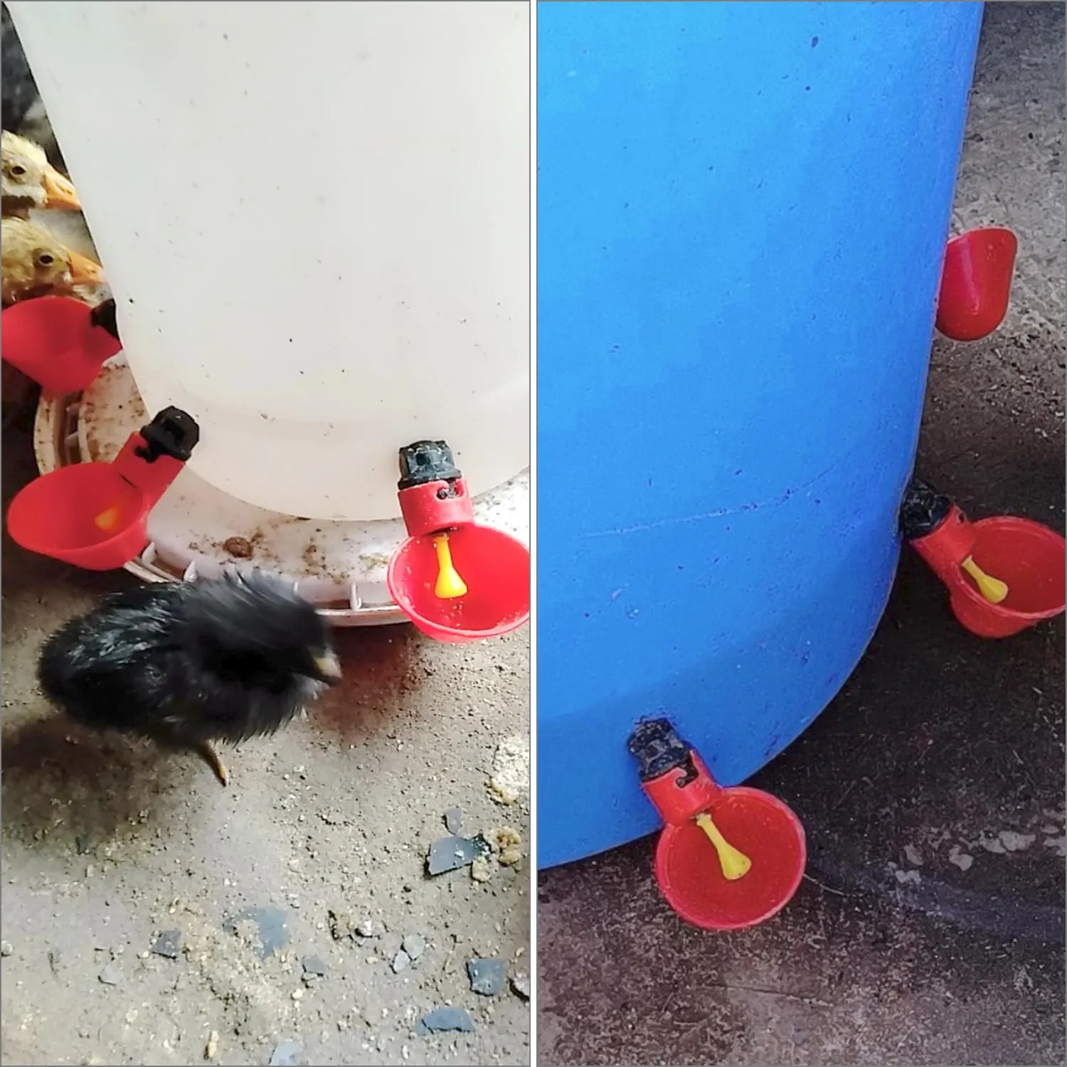 QWORK Abbeveratoio per Galline, Bevitori Automatici in Plastica per Pollame (25mm, per Secchi), 10 Pezzi - immagine 4