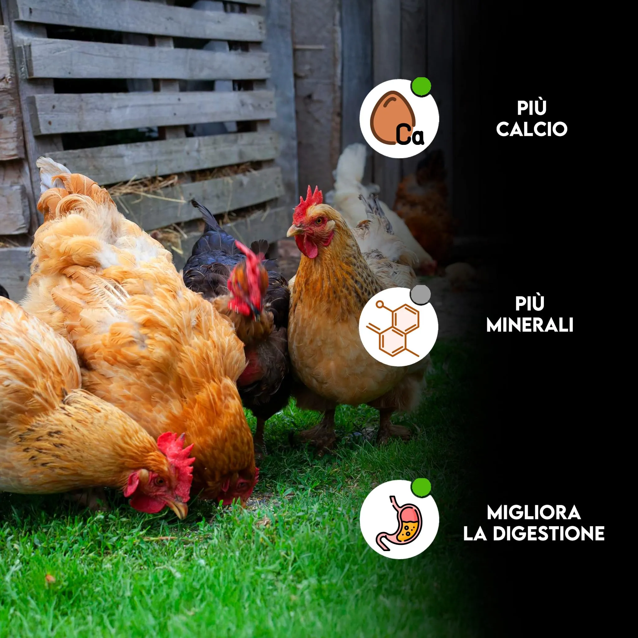 Zomapet Ostrik Mangime Galline Ovaiole a base di scaglie d’ostrica 3/5mm, 450g - immagine 2