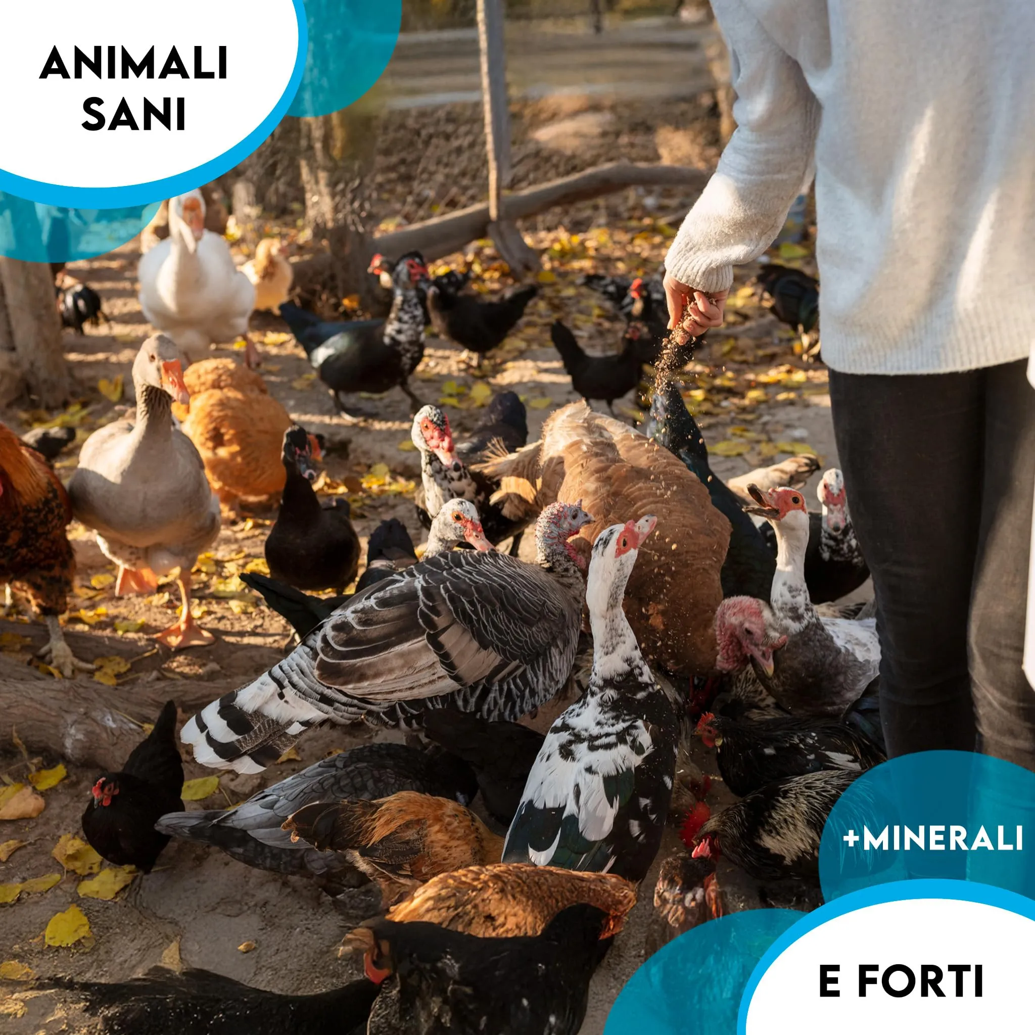 Zomapet Ostrik Mangime Galline Ovaiole a base di scaglie d’ostrica 3/5mm, 3.5kg - immagine 4