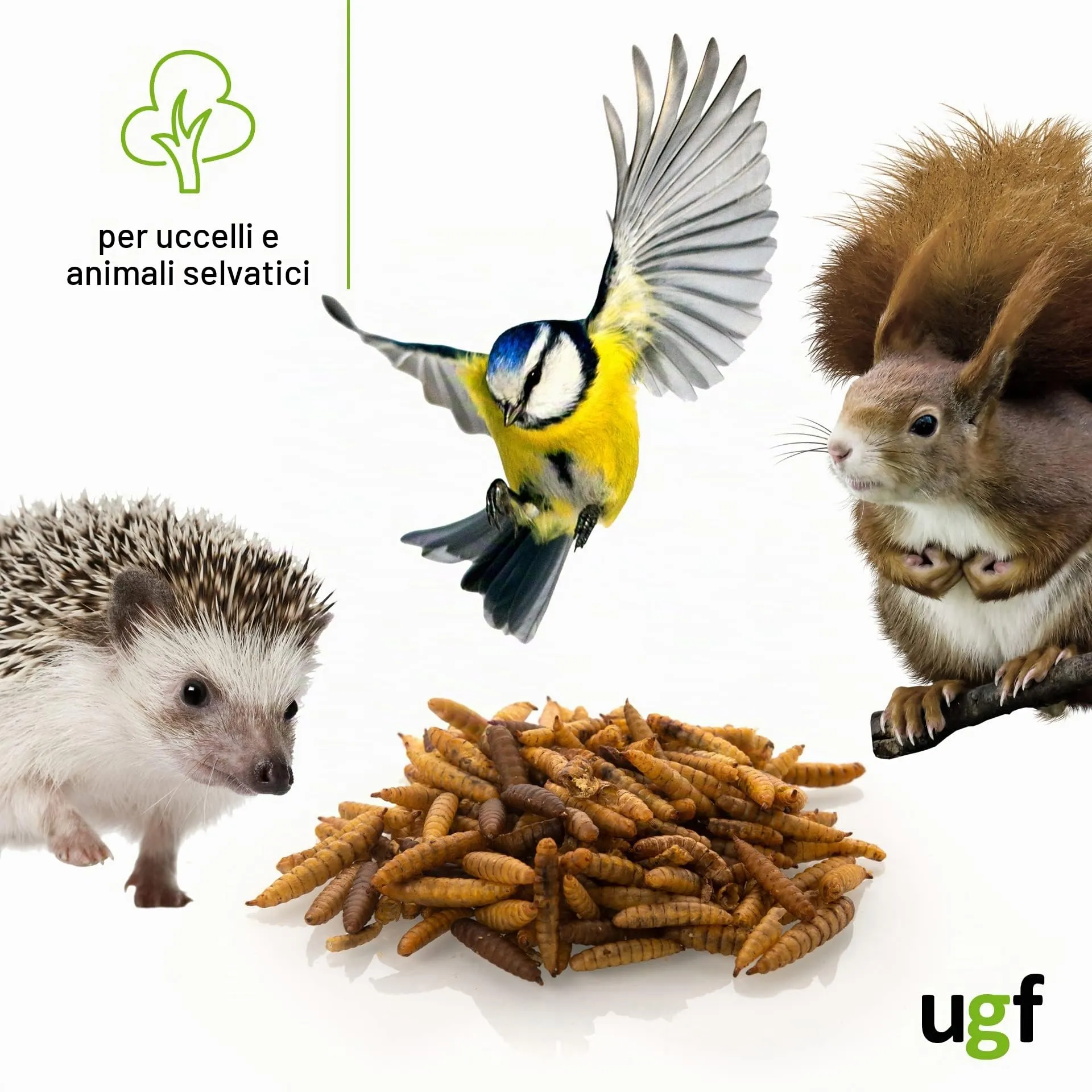 UGF Underground Food Larve di mosca soldato nera essiccate (1 kg) - immagine 3