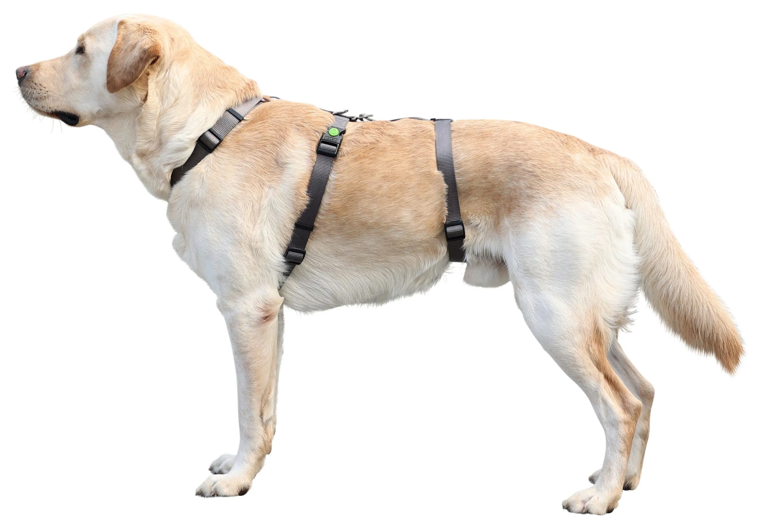 Kerbl Pet Pettorina Antipanico Miami, Grigia, Circonferenza Collo 48-64 cm, Larghezza Cinghia 25 mm - immagine 3
