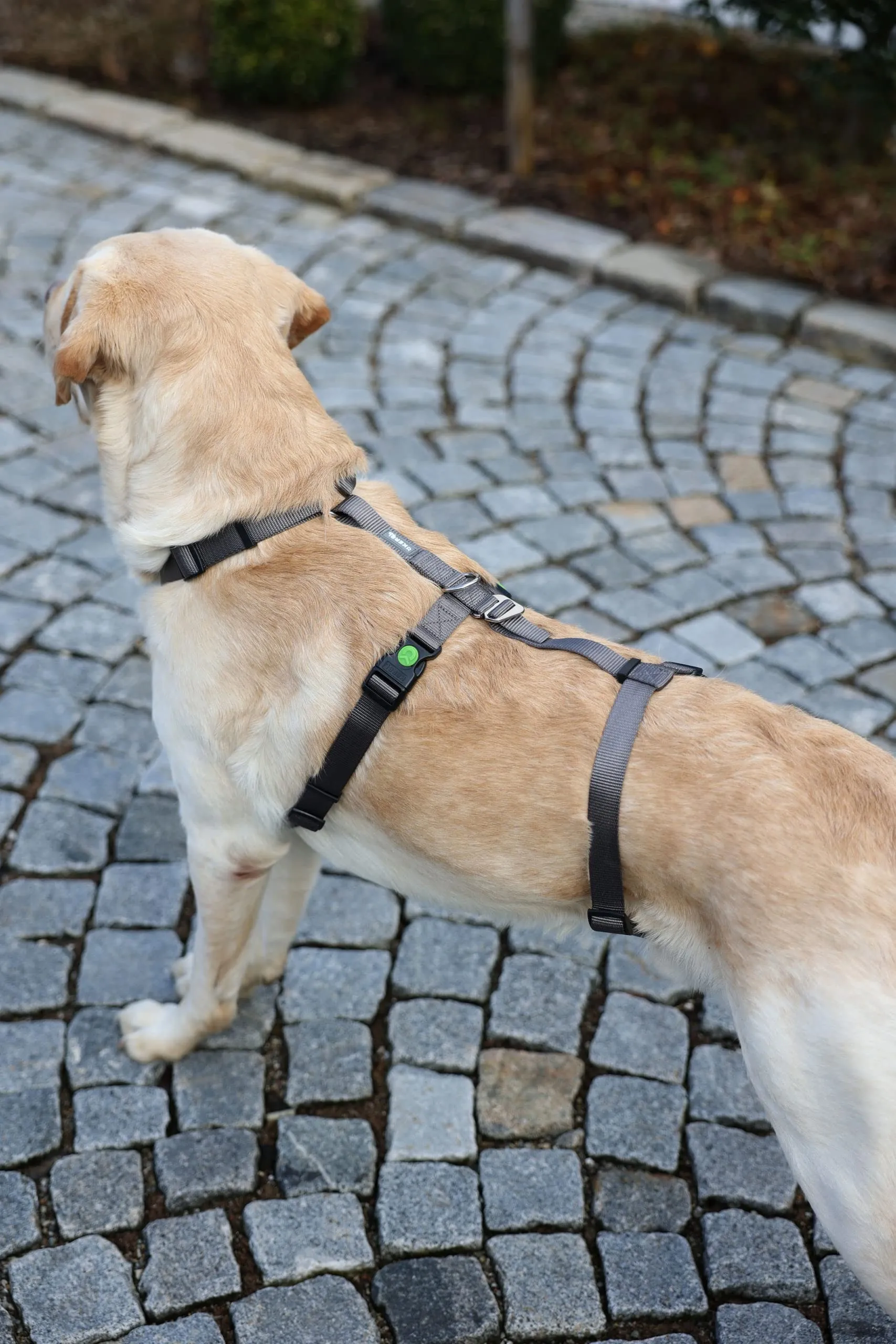 Kerbl Pet Pettorina Antipanico Miami, Grigia, Circonferenza Collo 48-64 cm, Larghezza Cinghia 25 mm - immagine 4