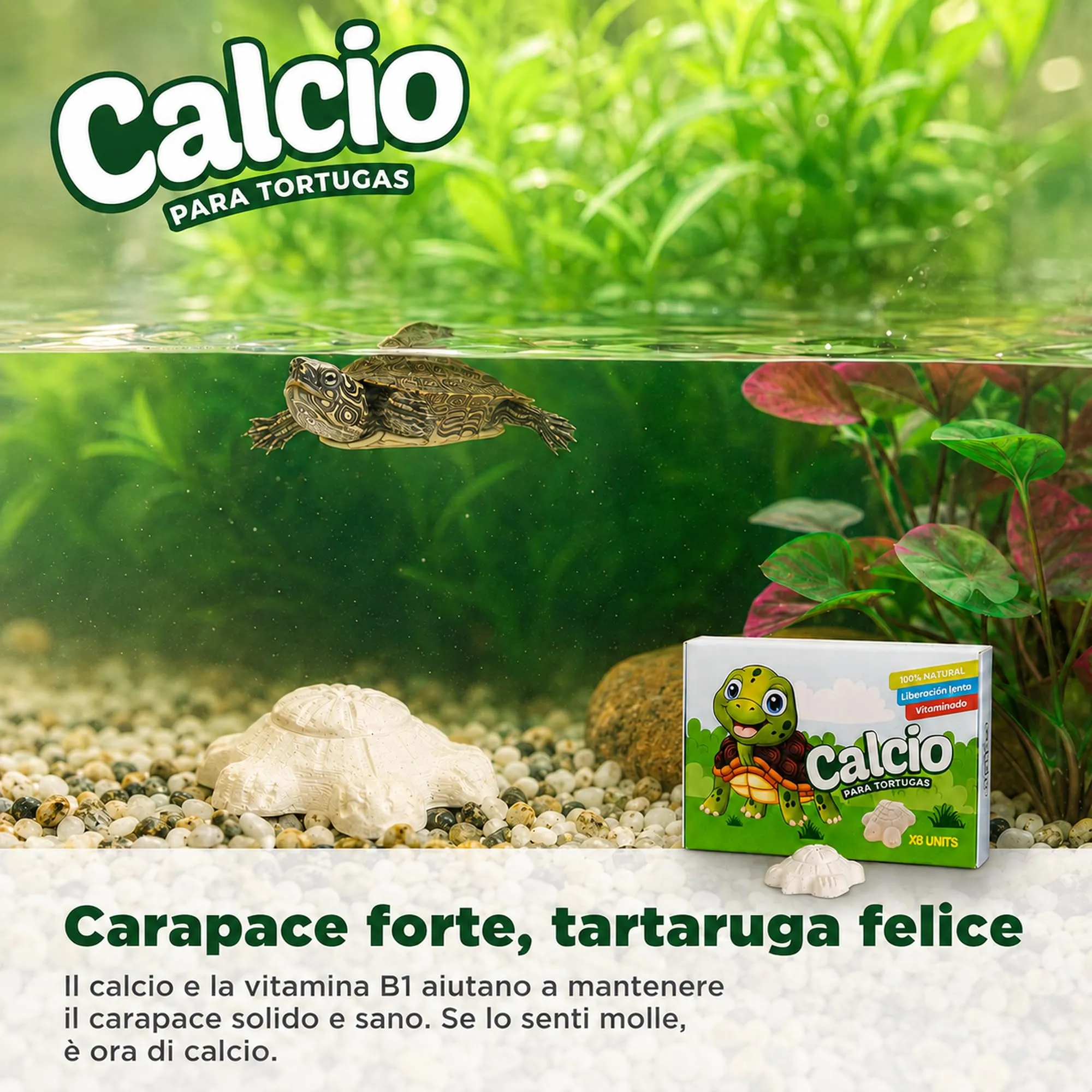 Alejandro Fuentes AF Calcio per Tartarughe di Terra e Acqua, Blocco Minerale Rilascio Lento con Vitamina B1, Pack 8 Pezzi - immagine 2