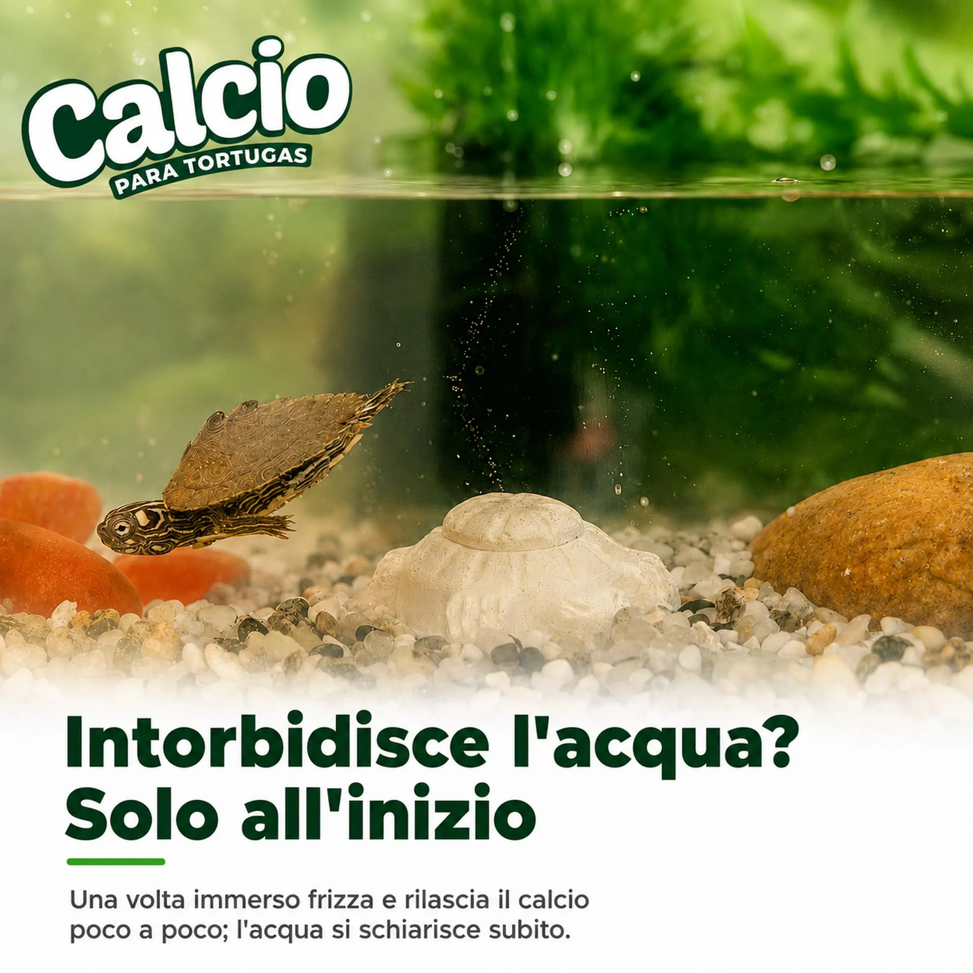Alejandro Fuentes AF Calcio per Tartarughe di Terra e Acqua, Blocco Minerale Rilascio Lento con Vitamina B1, Pack 8 Pezzi - immagine 3