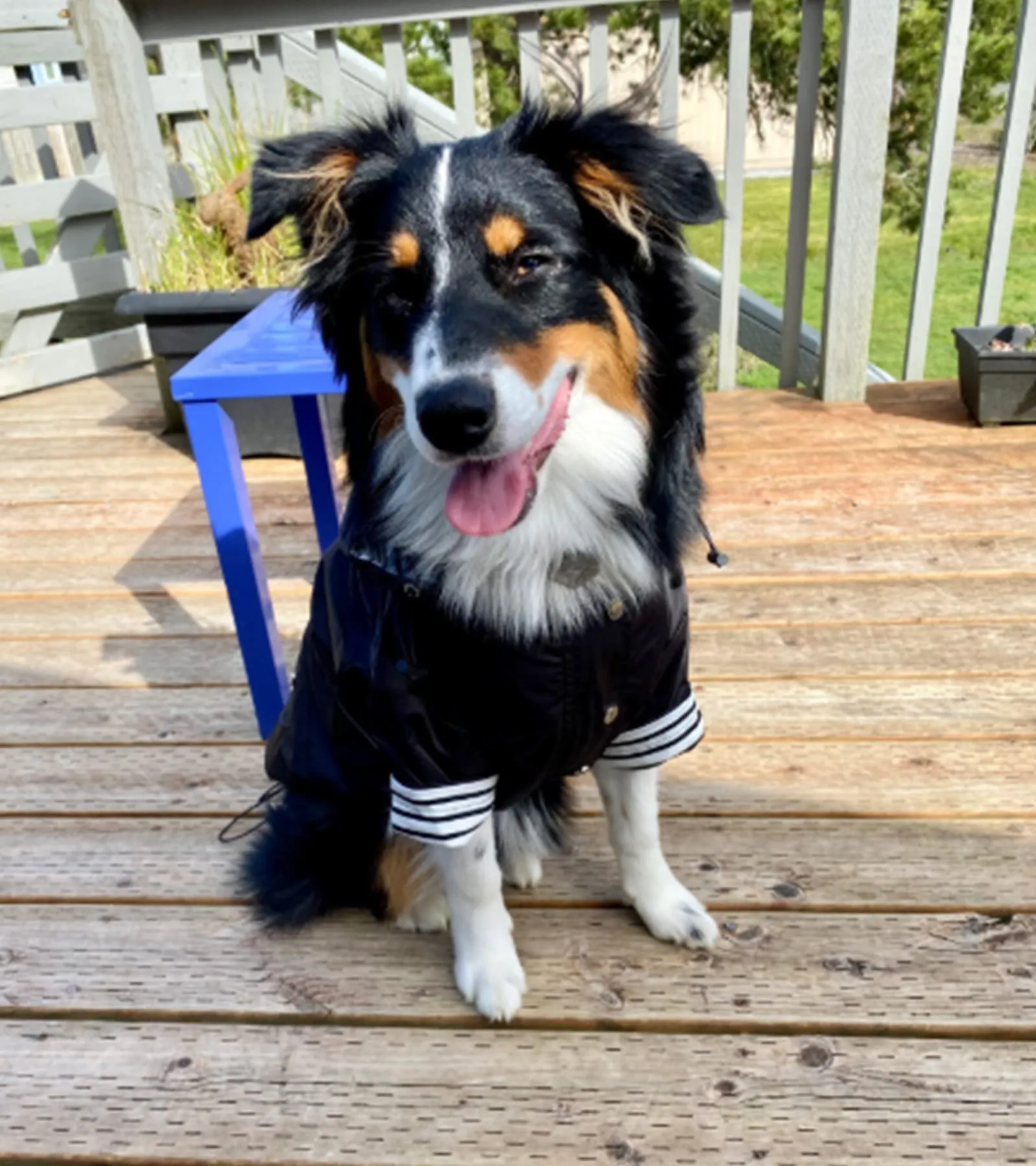 Morezi Impermeabile per Cani con Zip, Bottoni Riflettenti e Cappuccio Rimovibile, Nero, XXL - immagine 6