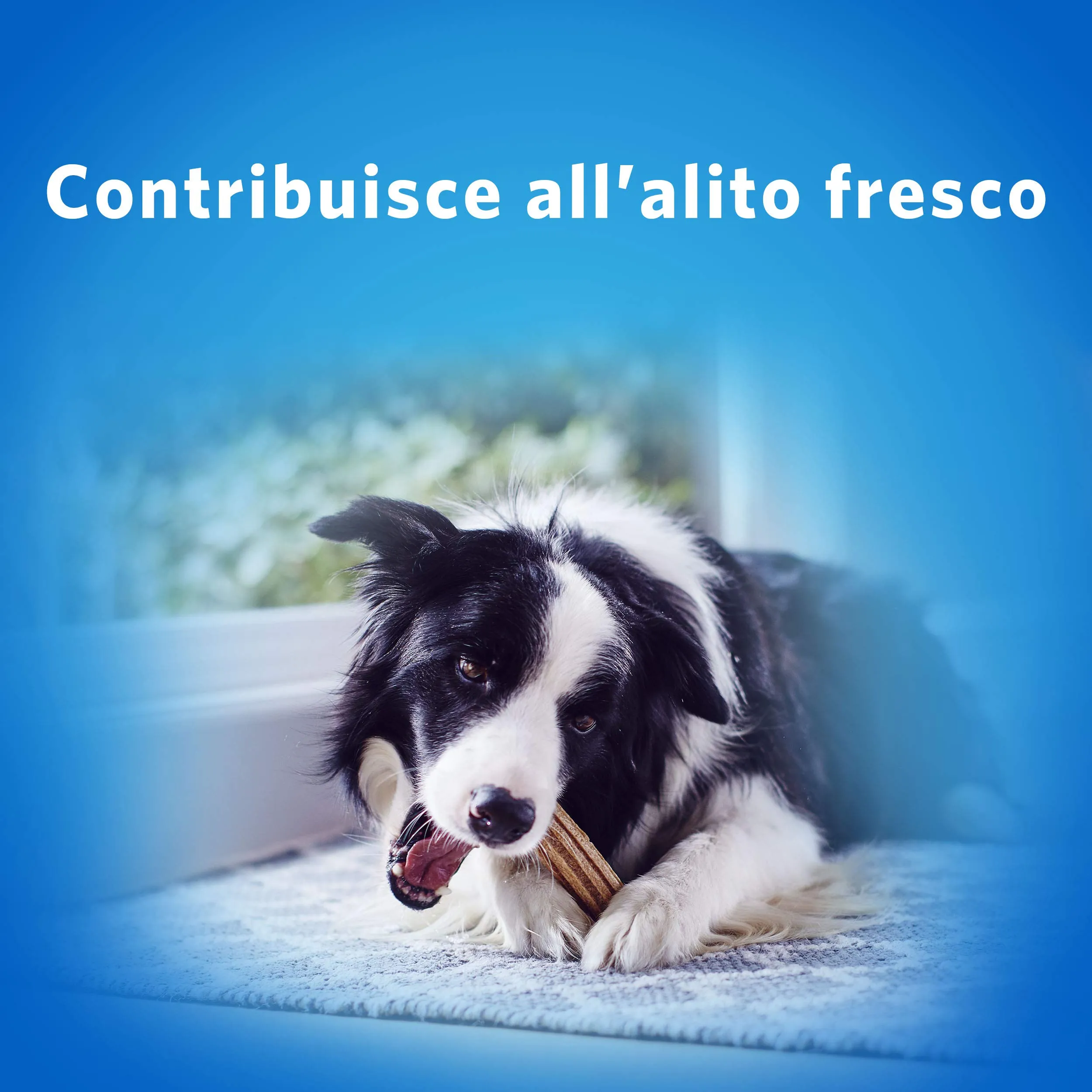 Purina DentaLife Daily Oral Care Snack per Cani Sticks Dentali, 2 Confezioni - immagine 7