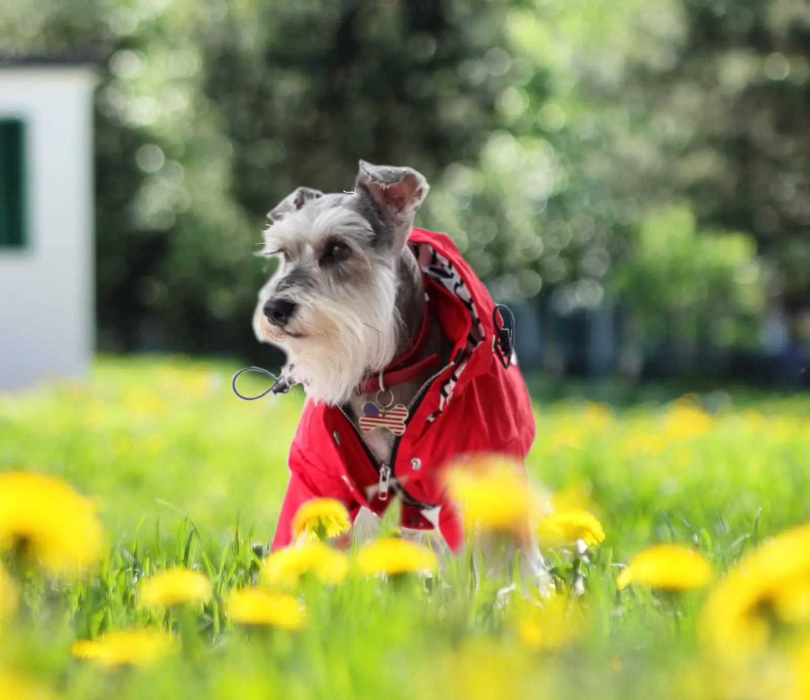 Morezi Impermeabile per Cani, Traspirante con Cerniera, Coulisse Regolabile e Cappuccio Staccabile, Rosa, XL - immagine 7
