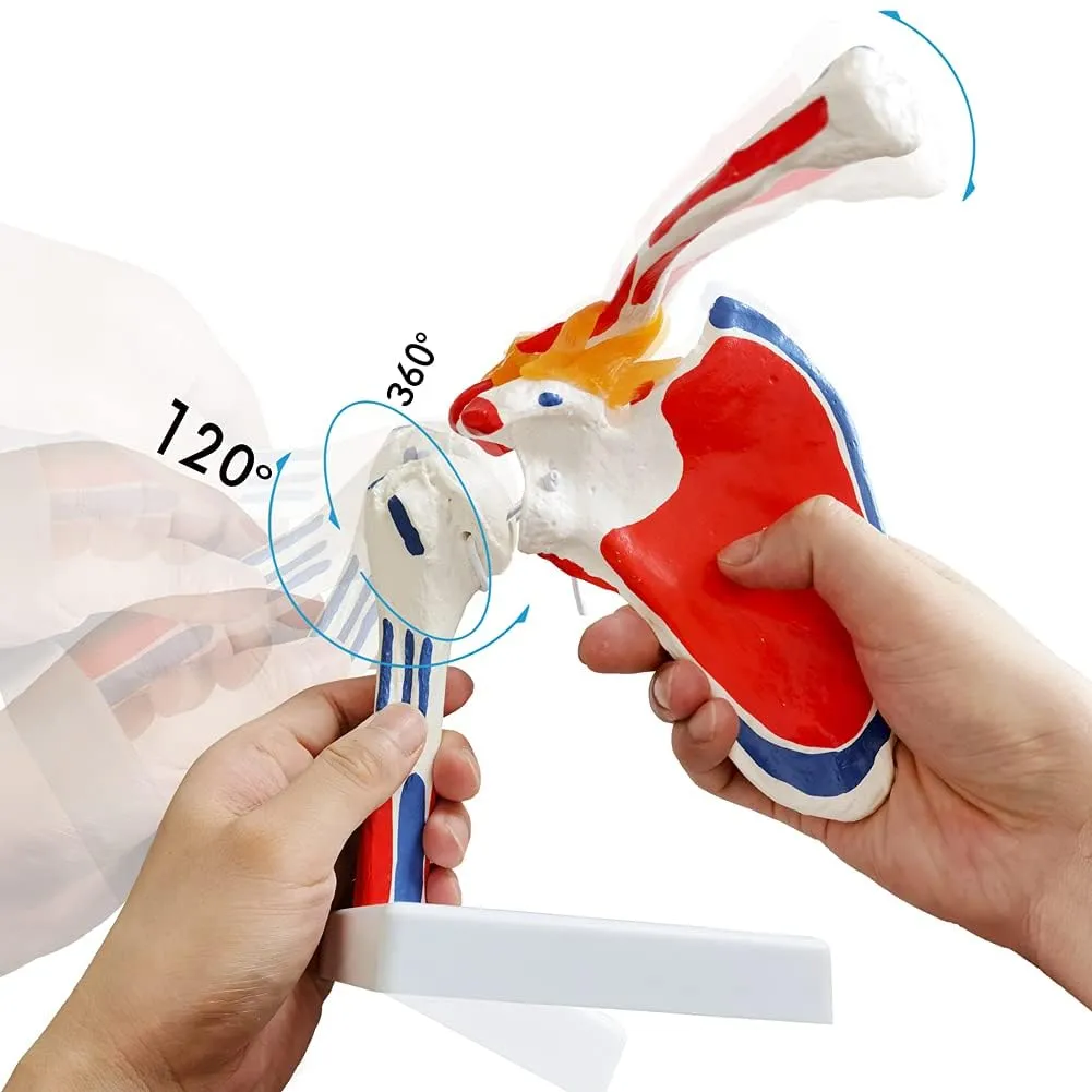 EVOTECH SCIENTIFIC Modello di Articolazione della Spalla Umana 1:1 con Origine Muscolare - immagine 3