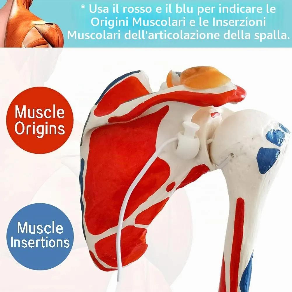 EVOTECH SCIENTIFIC Modello di Articolazione della Spalla Umana 1:1 con Origine Muscolare - immagine 4