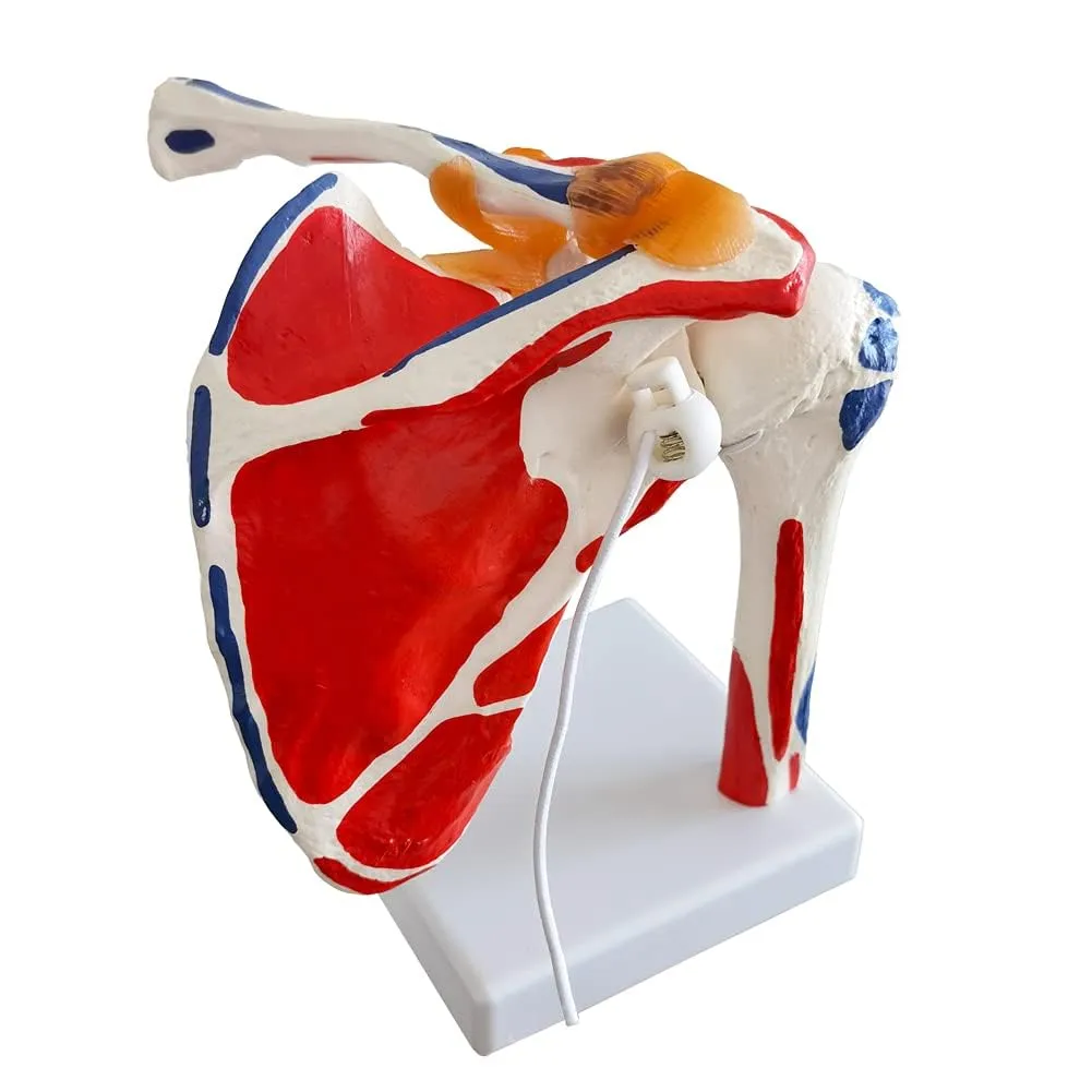 EVOTECH SCIENTIFIC Modello di Articolazione della Spalla Umana 1:1 con Origine Muscolare - immagine 6