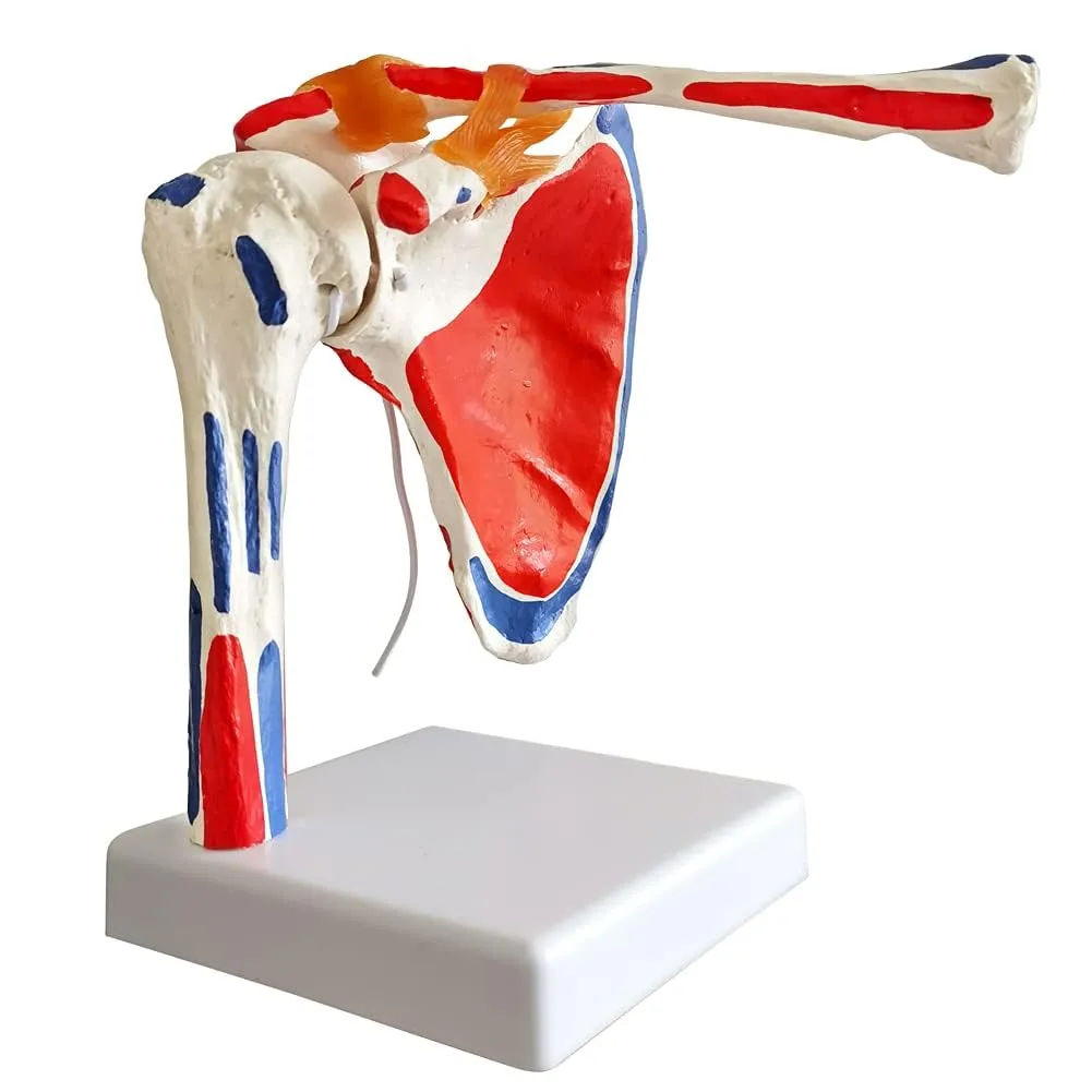 EVOTECH SCIENTIFIC Modello di Articolazione della Spalla Umana 1:1 con Origine Muscolare - immagine 7