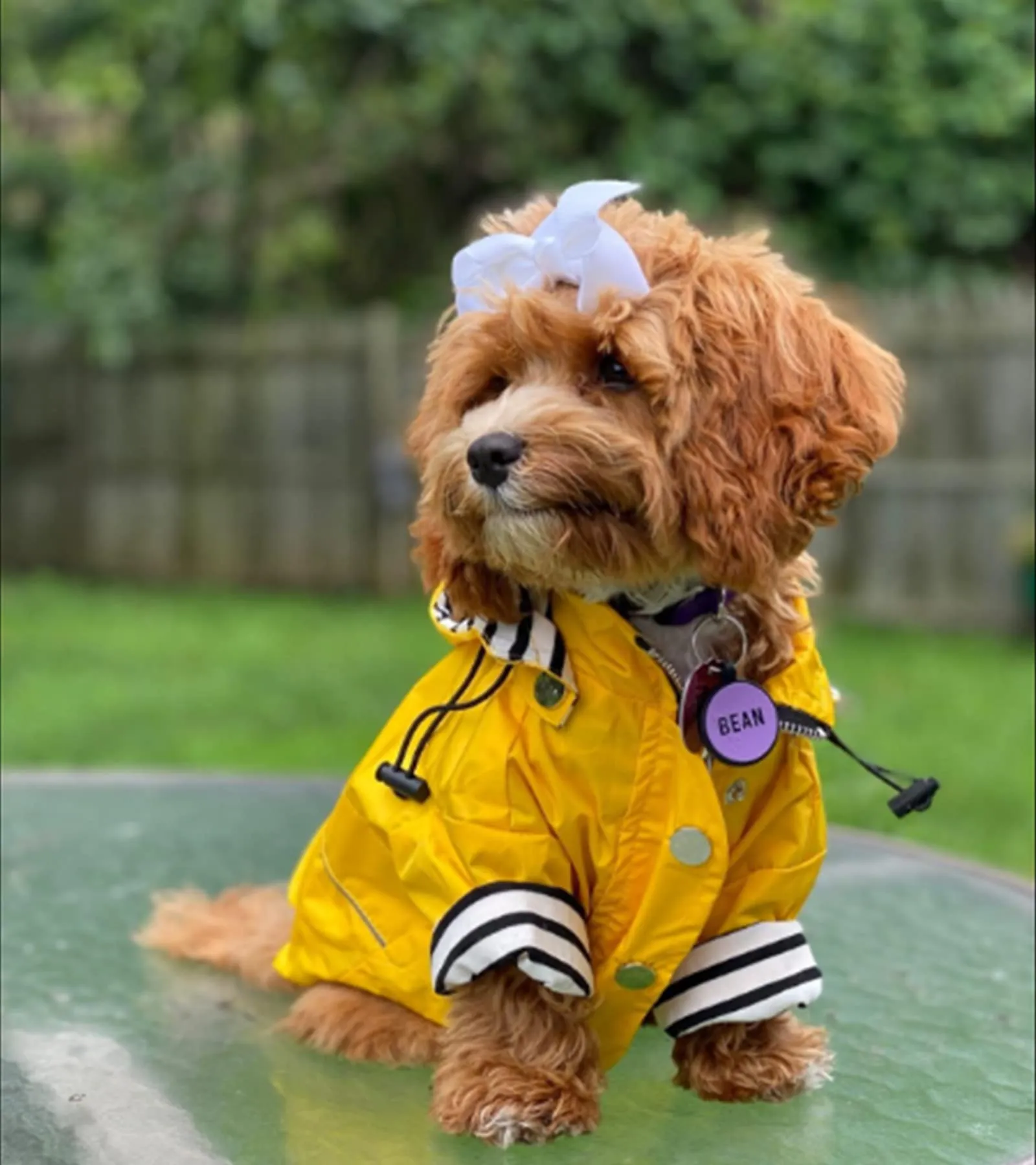 Morezi Impermeabile per Cani con Cappuccio Staccabile, Giallo - M - immagine 7