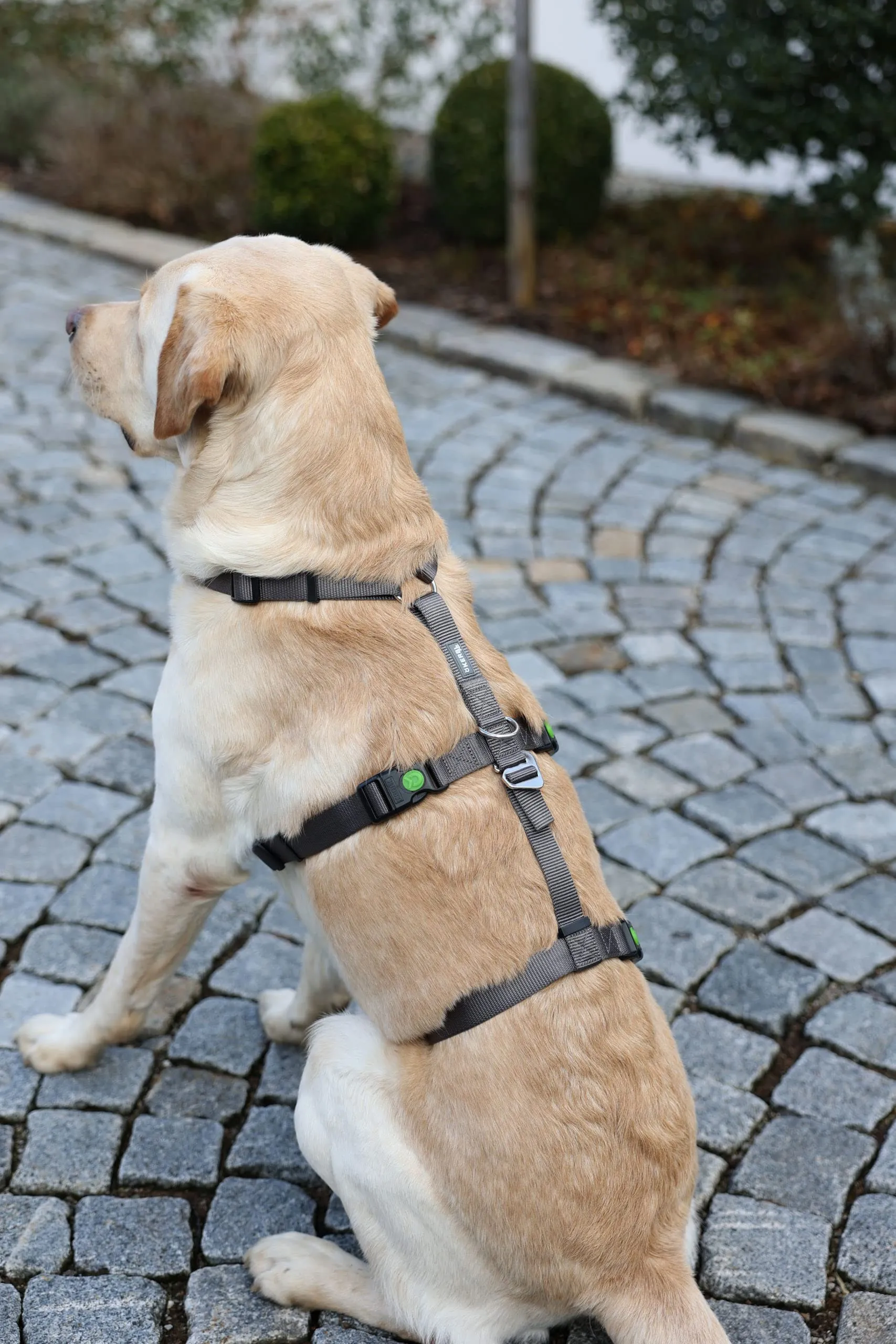 Kerbl Pet Pettorina Antipanico per Cani, Grigia, Circonferenza Collo 30-41 cm, Larghezza Cinghia 15 mm - immagine 5