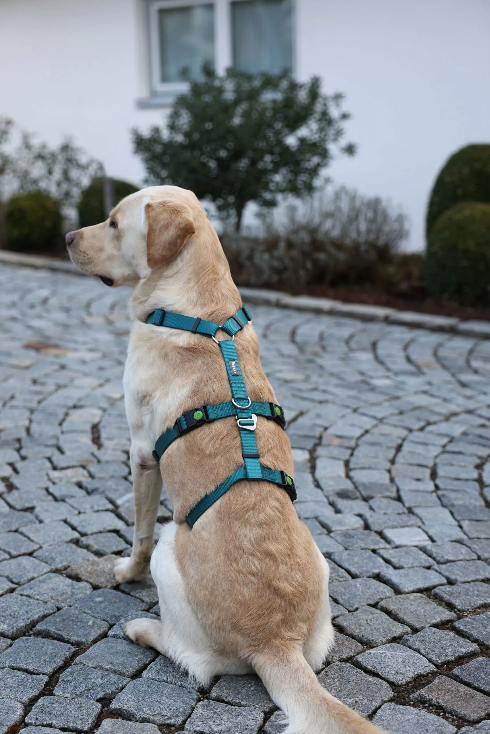 Kerbl Pet Pettorina Antipanico per Cani, Petrolio, Circonferenza Collo 30-41 cm, Larghezza Cinghia 15 mm - immagine 5