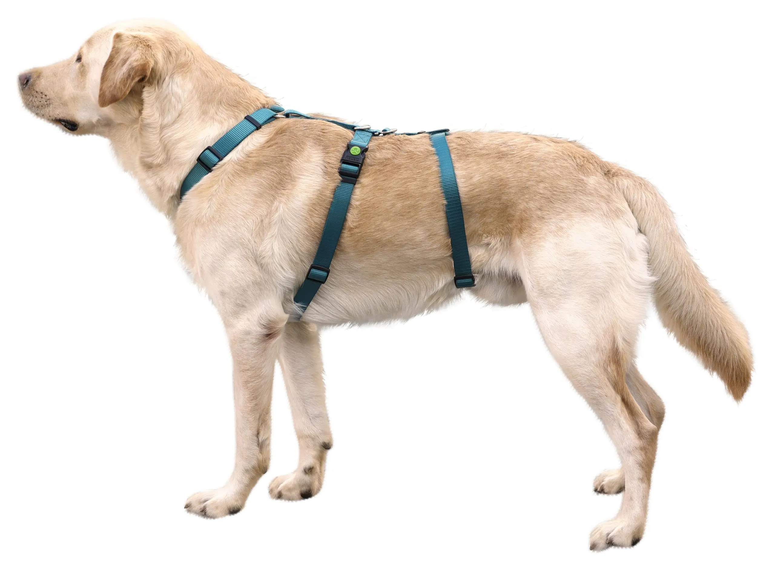Kerbl Pet Pettorina Antipanico per Cani, Petrolio, Circonferenza Collo 38-52 cm, Larghezza Cinghia 20 mm - immagine 2