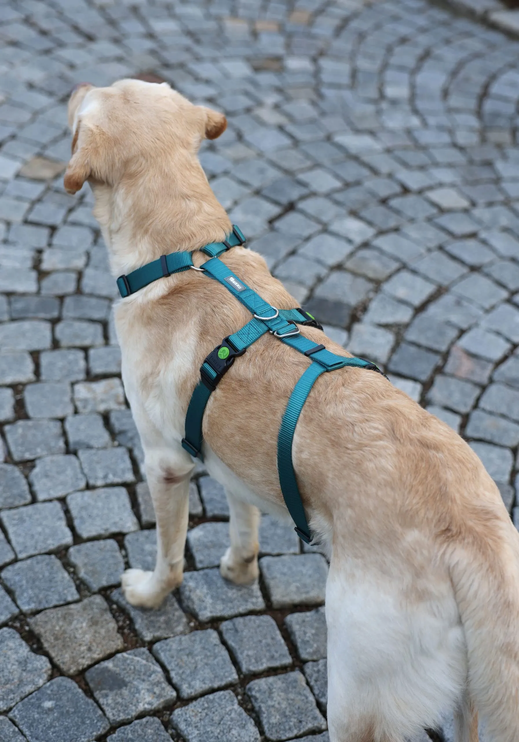 Kerbl Pet Pettorina Antipanico per Cani, Petrolio, Circonferenza Collo 48-64 cm, Larghezza Cinghia 25 mm - immagine 4