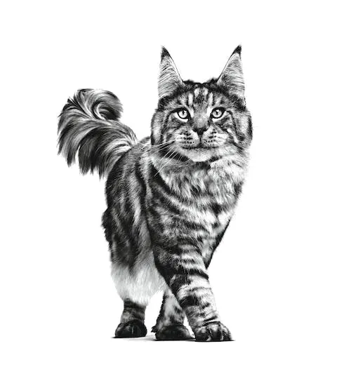 Royal Canin Veterinary Urinary S/O Crocchette per Gatti, 1.5 kg - immagine 3