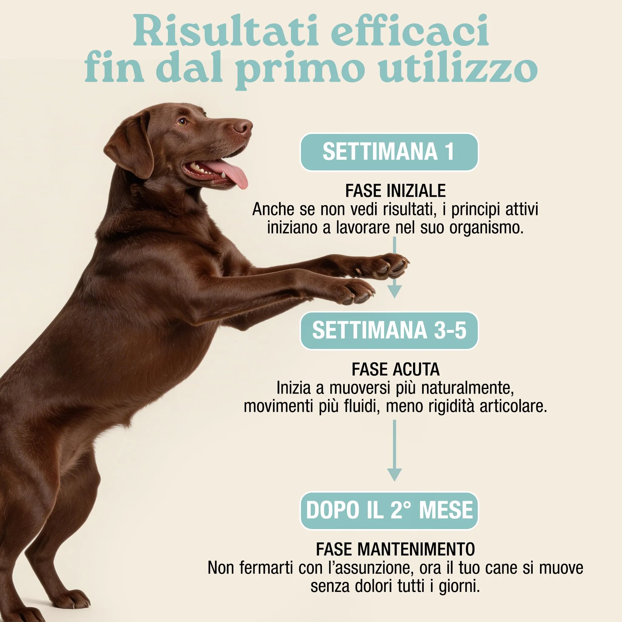 MyPetPrime Articolazioni Cane, 250 Compresse - immagine 5