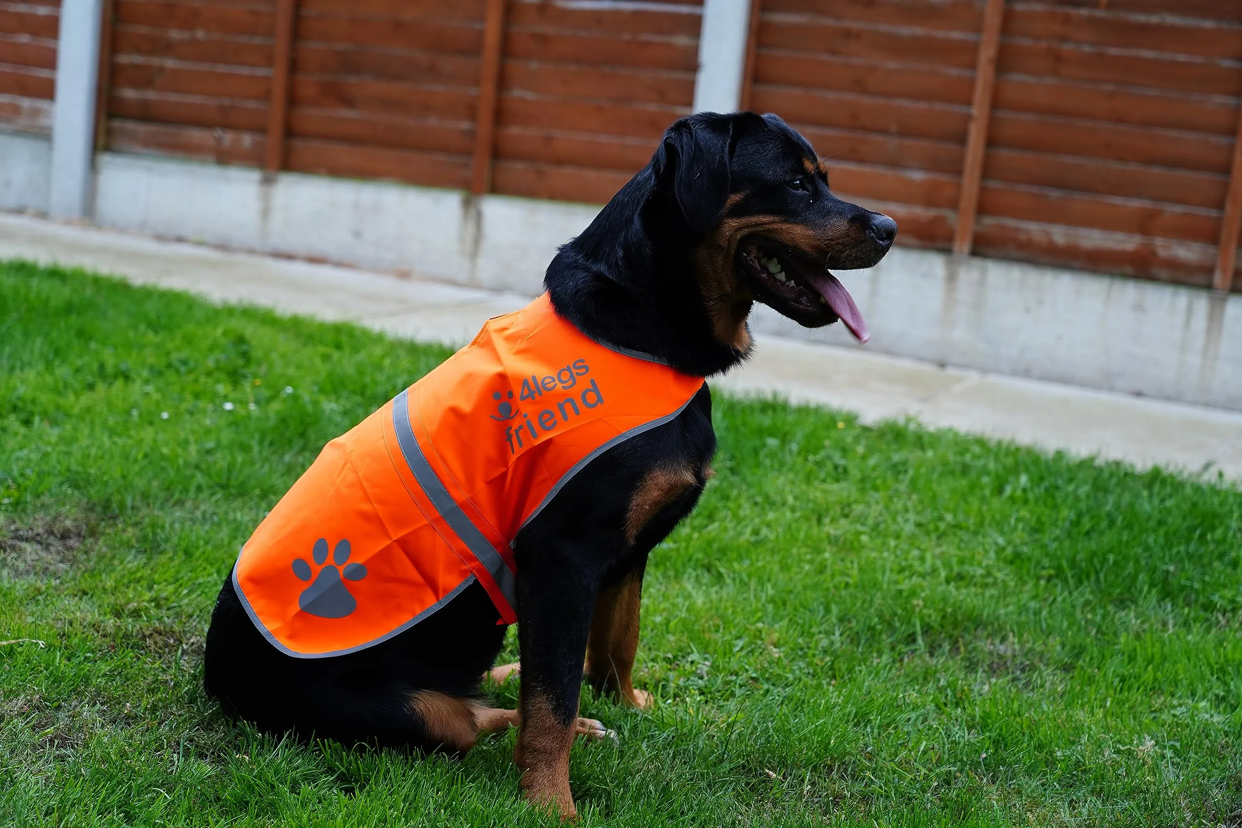 4LegsFriend Gilet Riflettente di Sicurezza per Cani, Arancione, Large - immagine 7