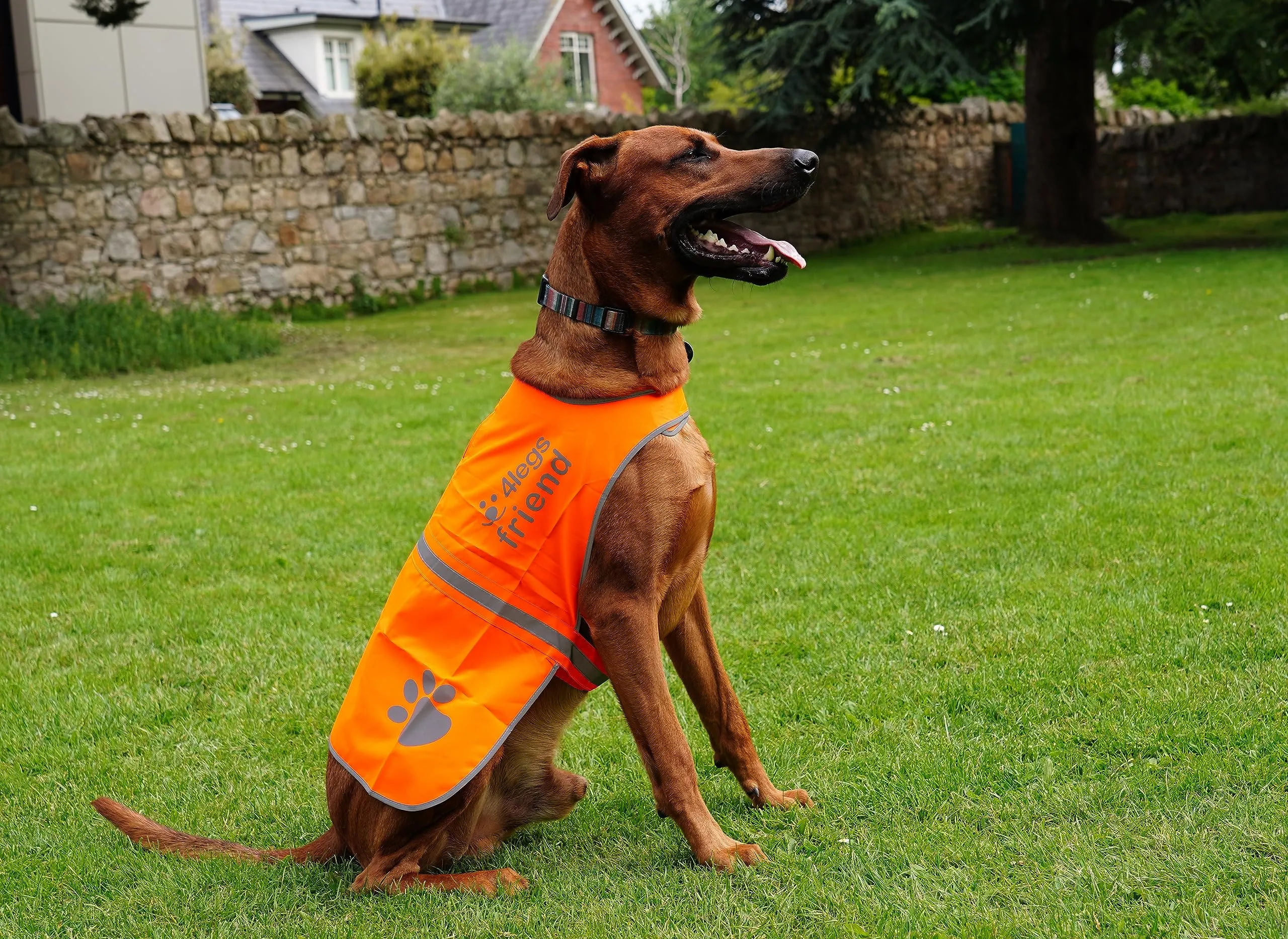 4LegsFriend Gilet Riflettente di Sicurezza per Cani, Arancione, Taglia Small - immagine 5